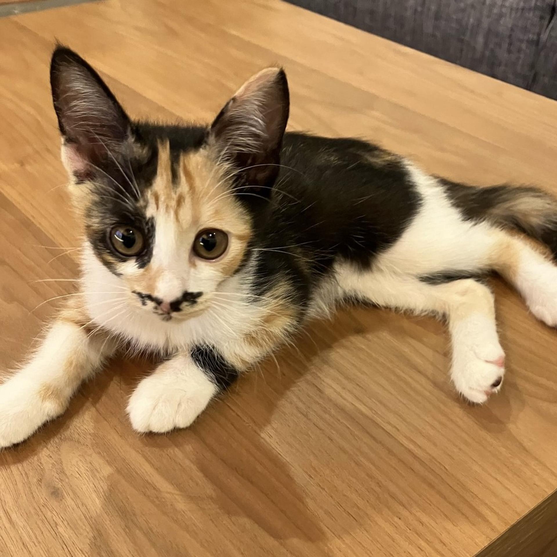 pet-image-3