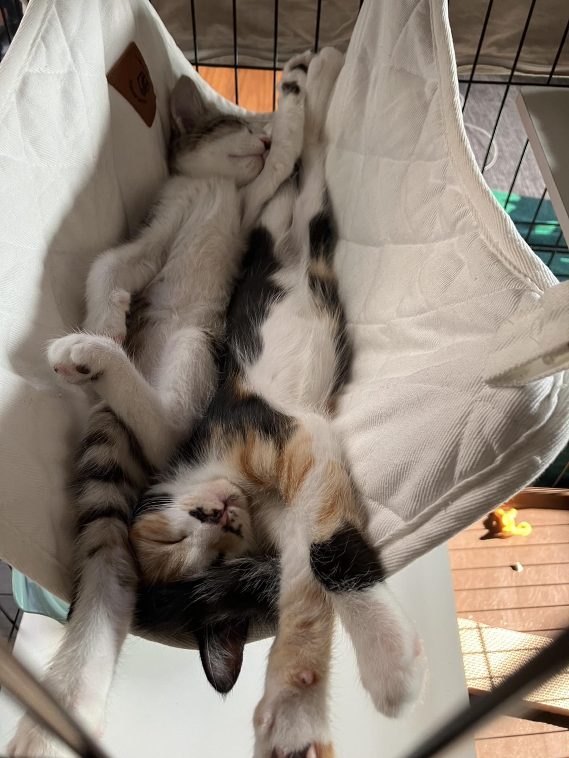 pet-image-4