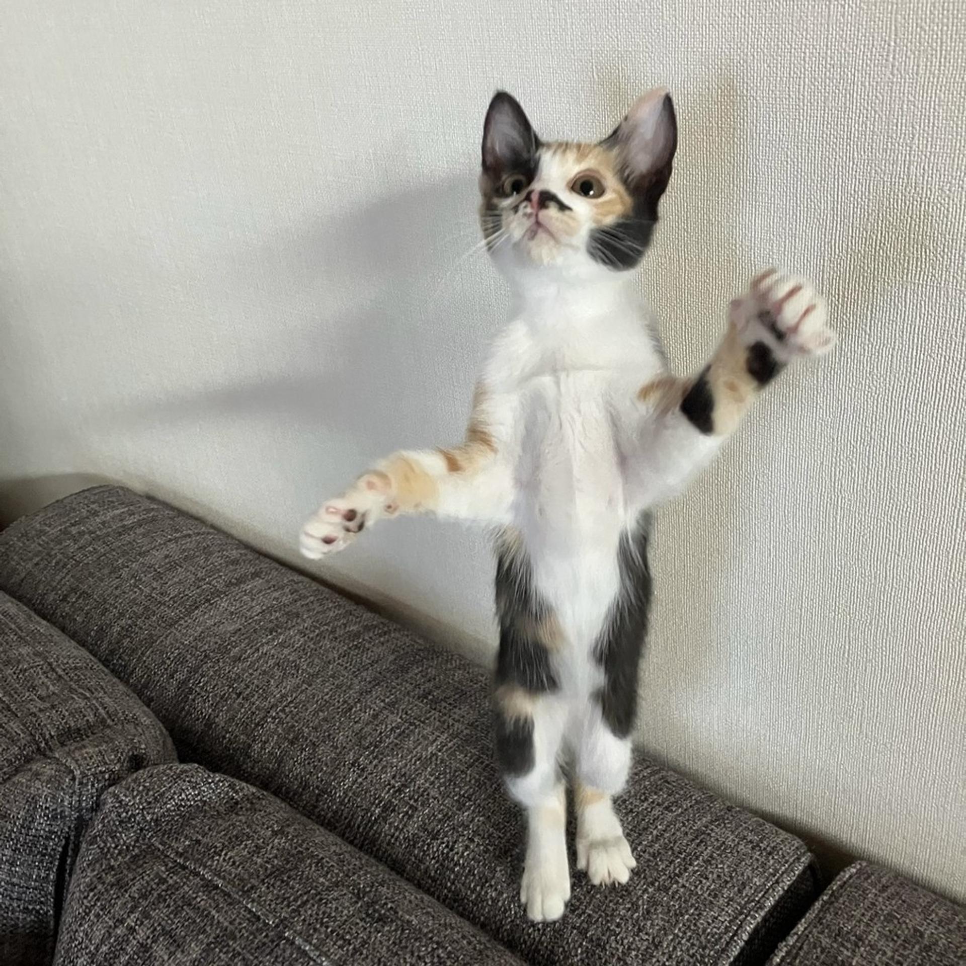 pet-image-9
