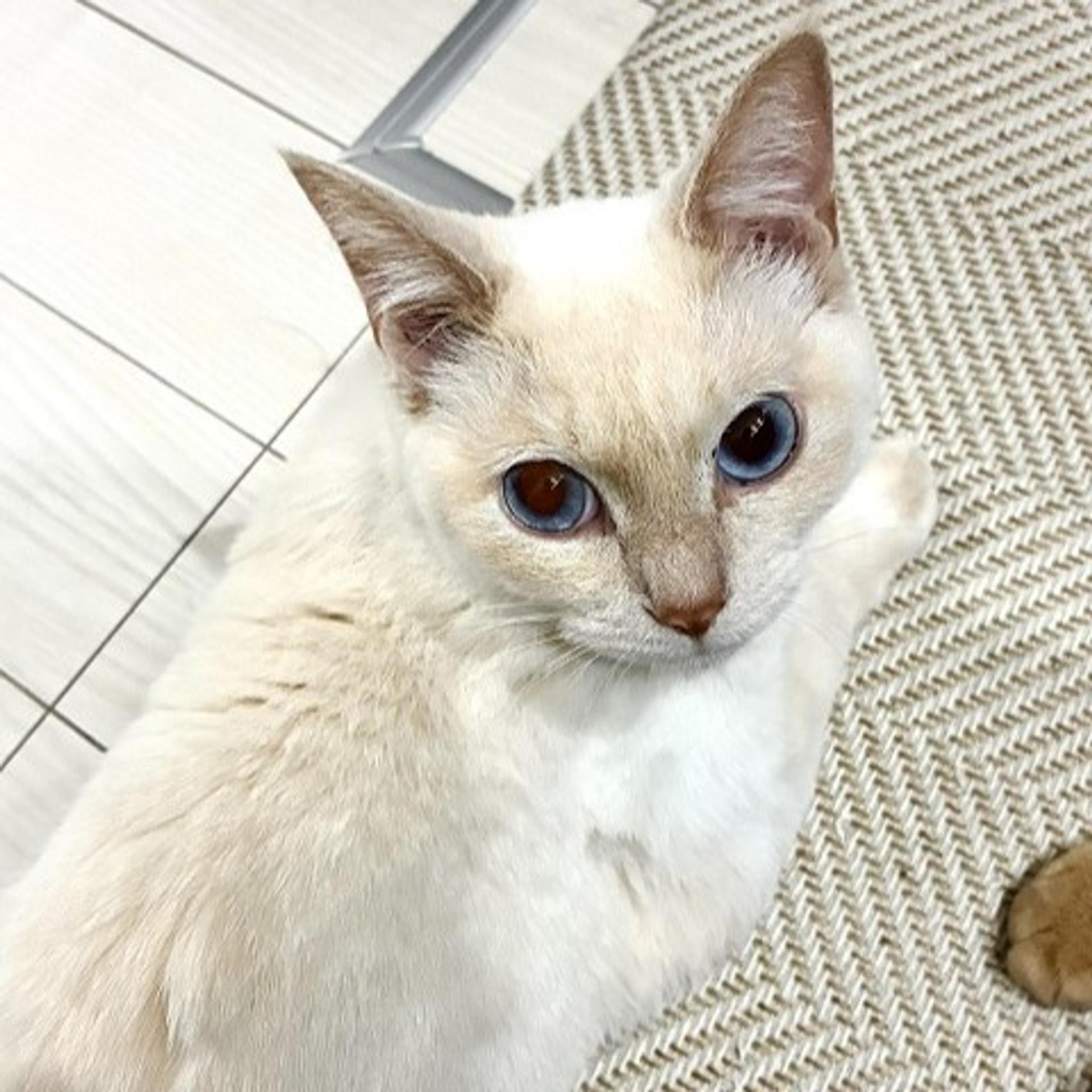pet-image-3