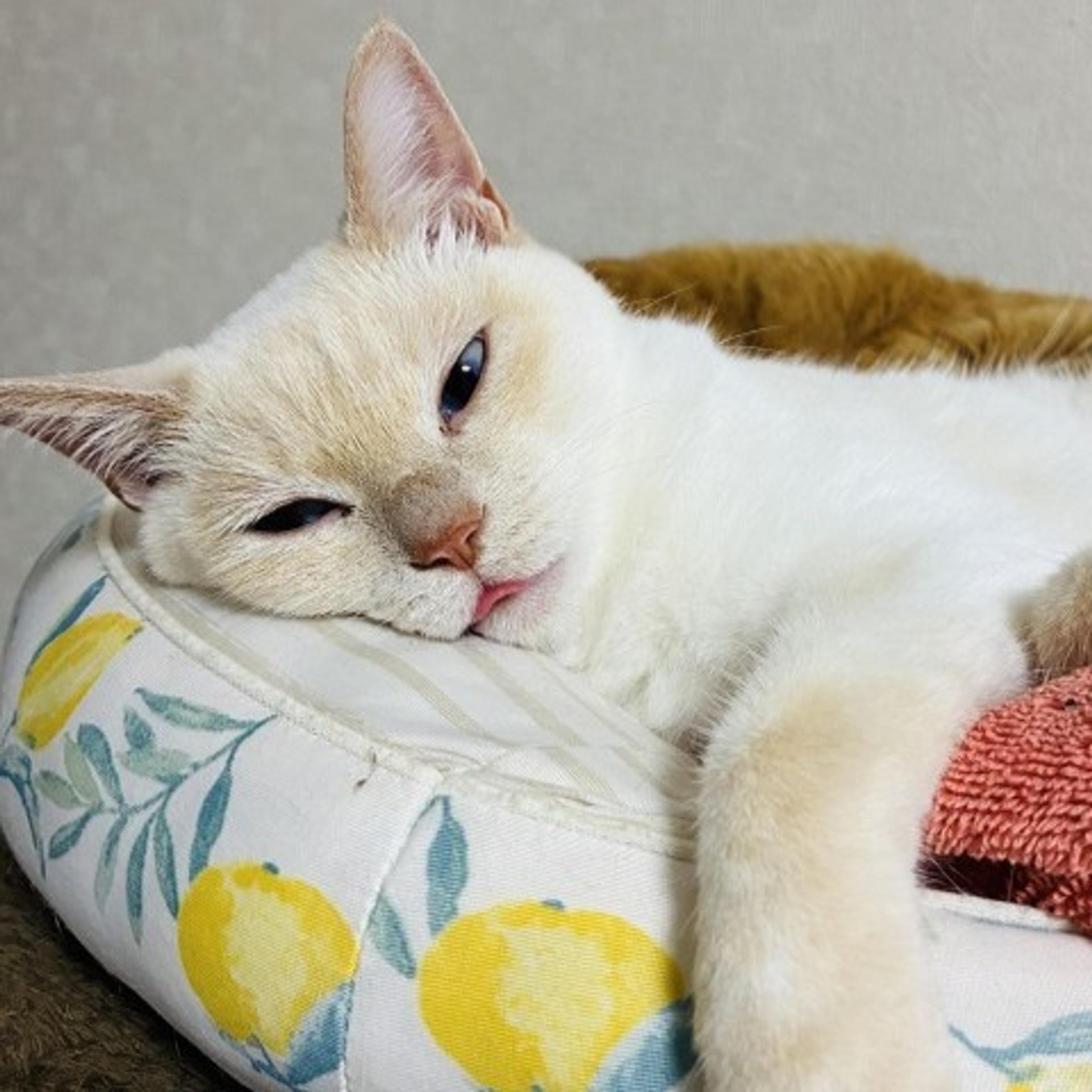 pet-image-4