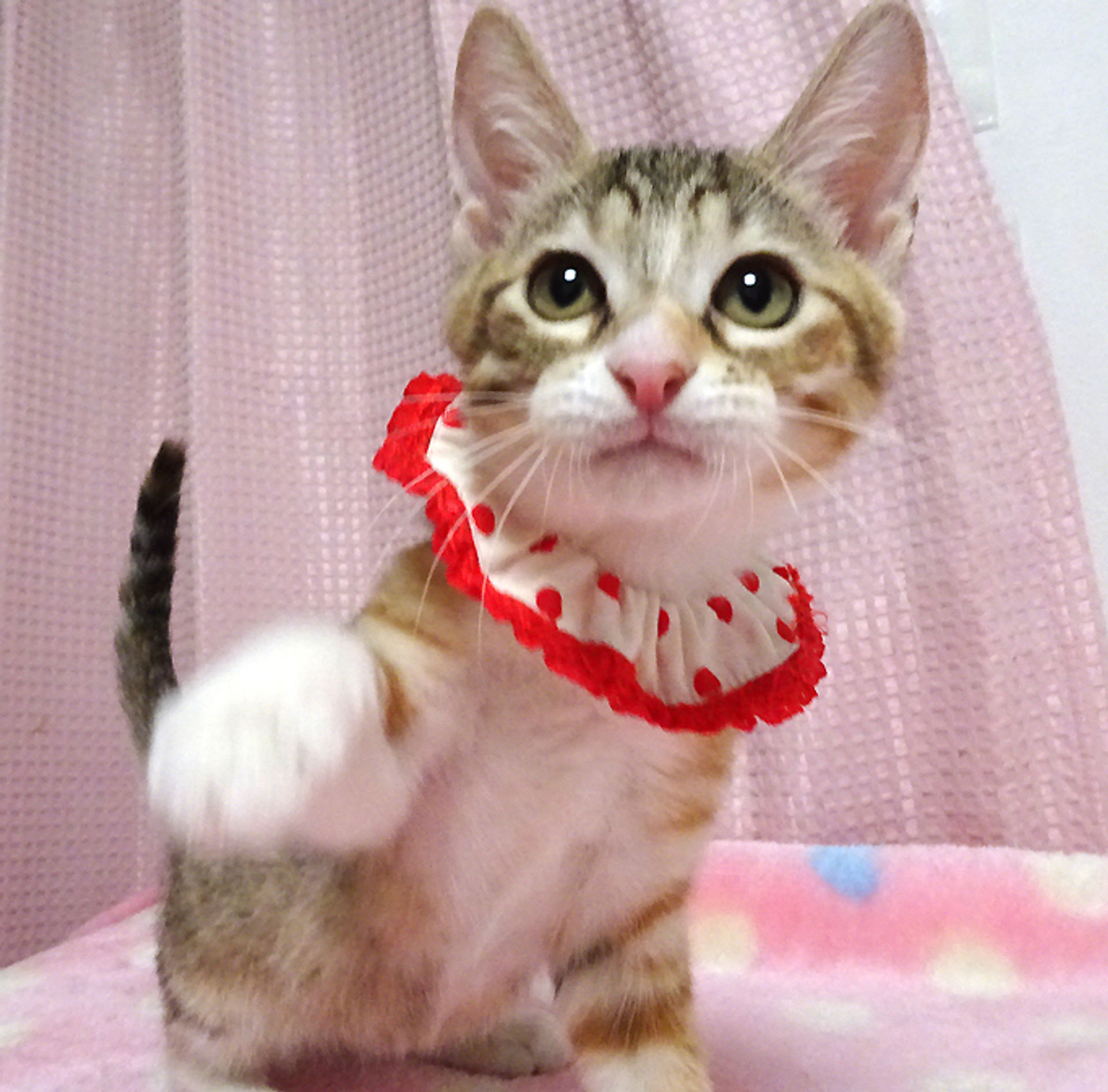 雑種（ミックス猫）・メスの里親募集の写真