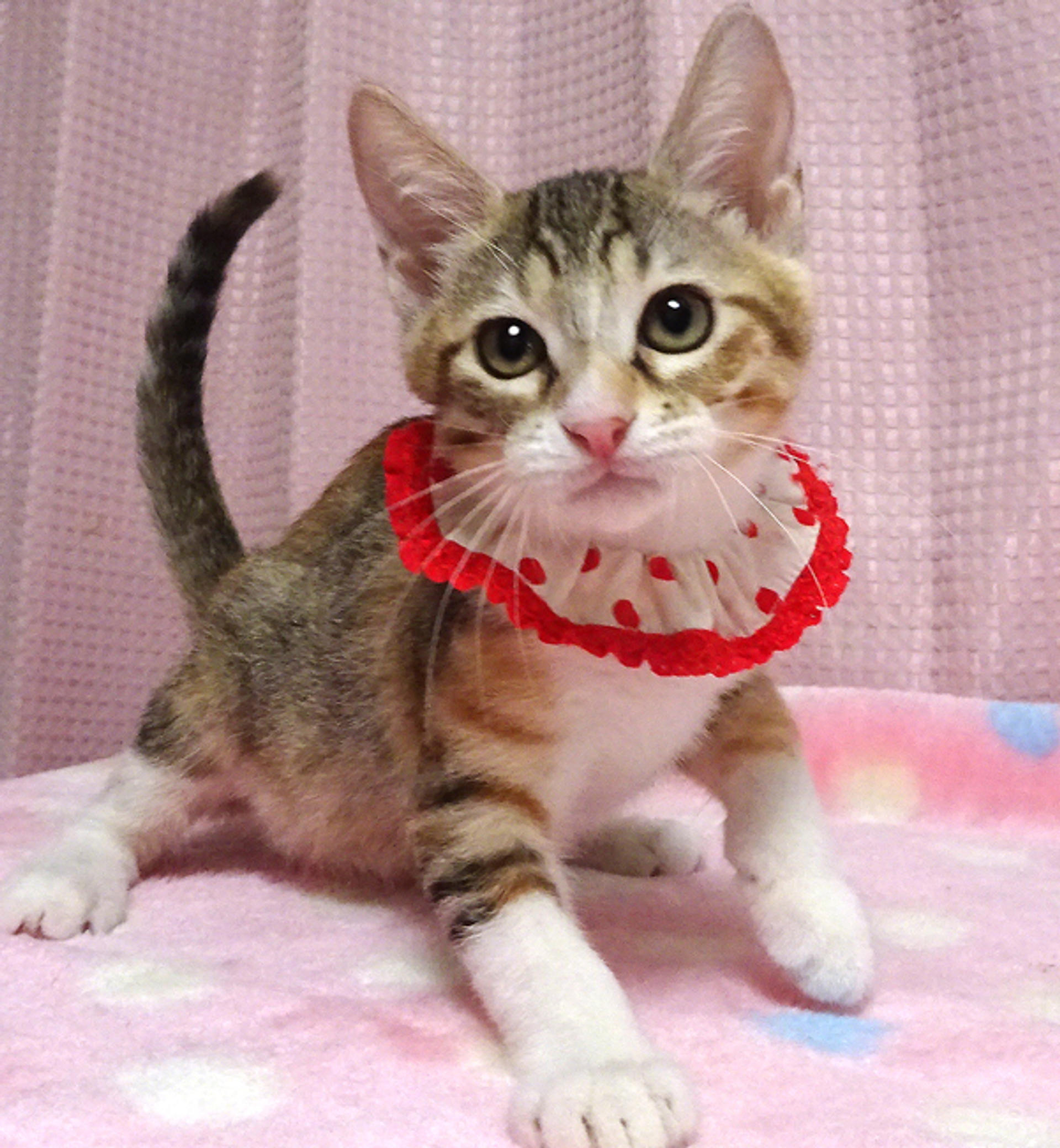 pet-image-2