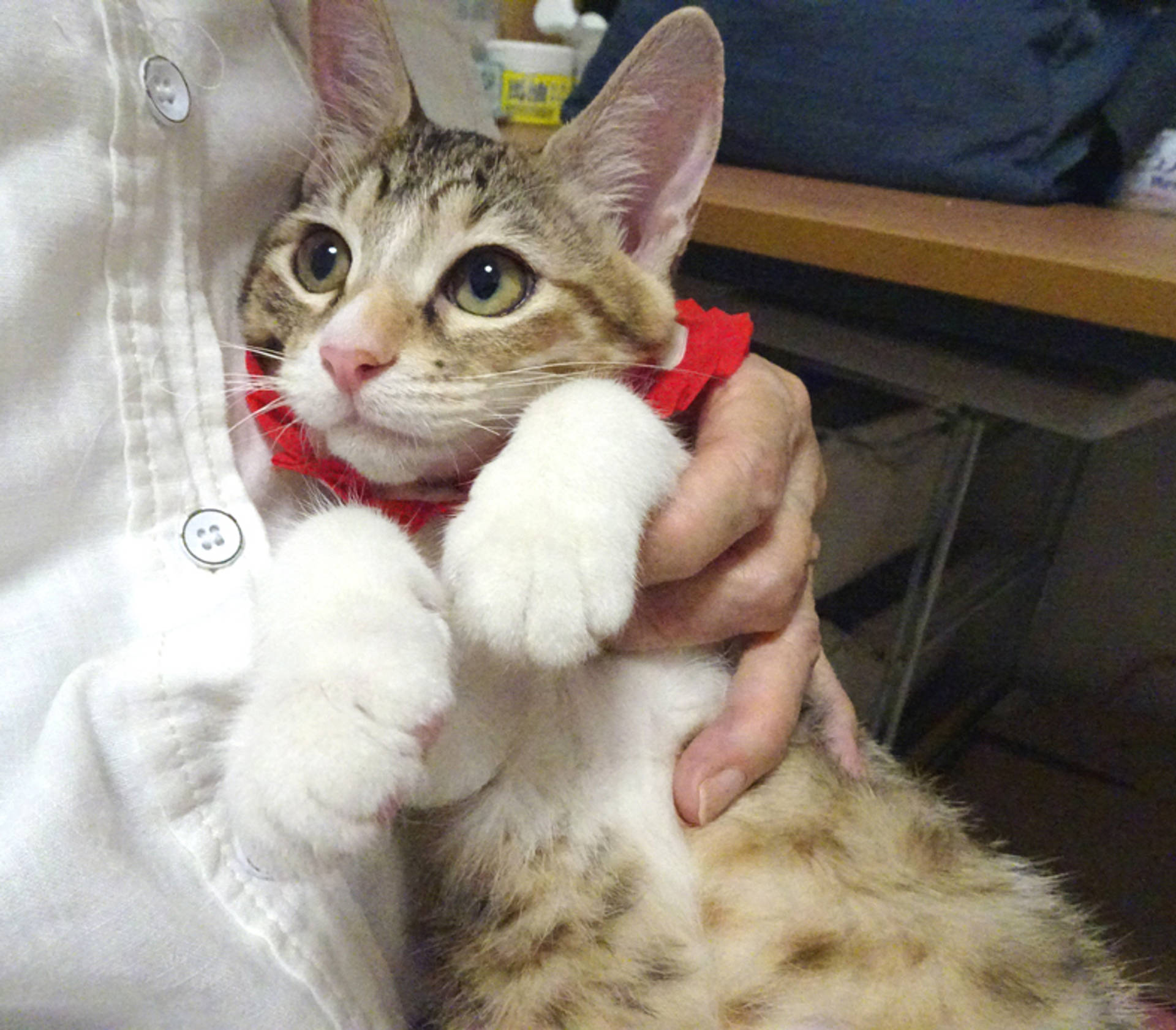 雑種（ミックス猫）・メスの里親募集の写真