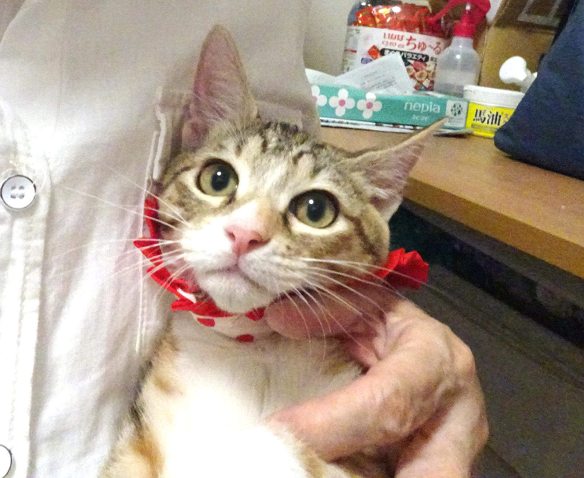 pet-image-3