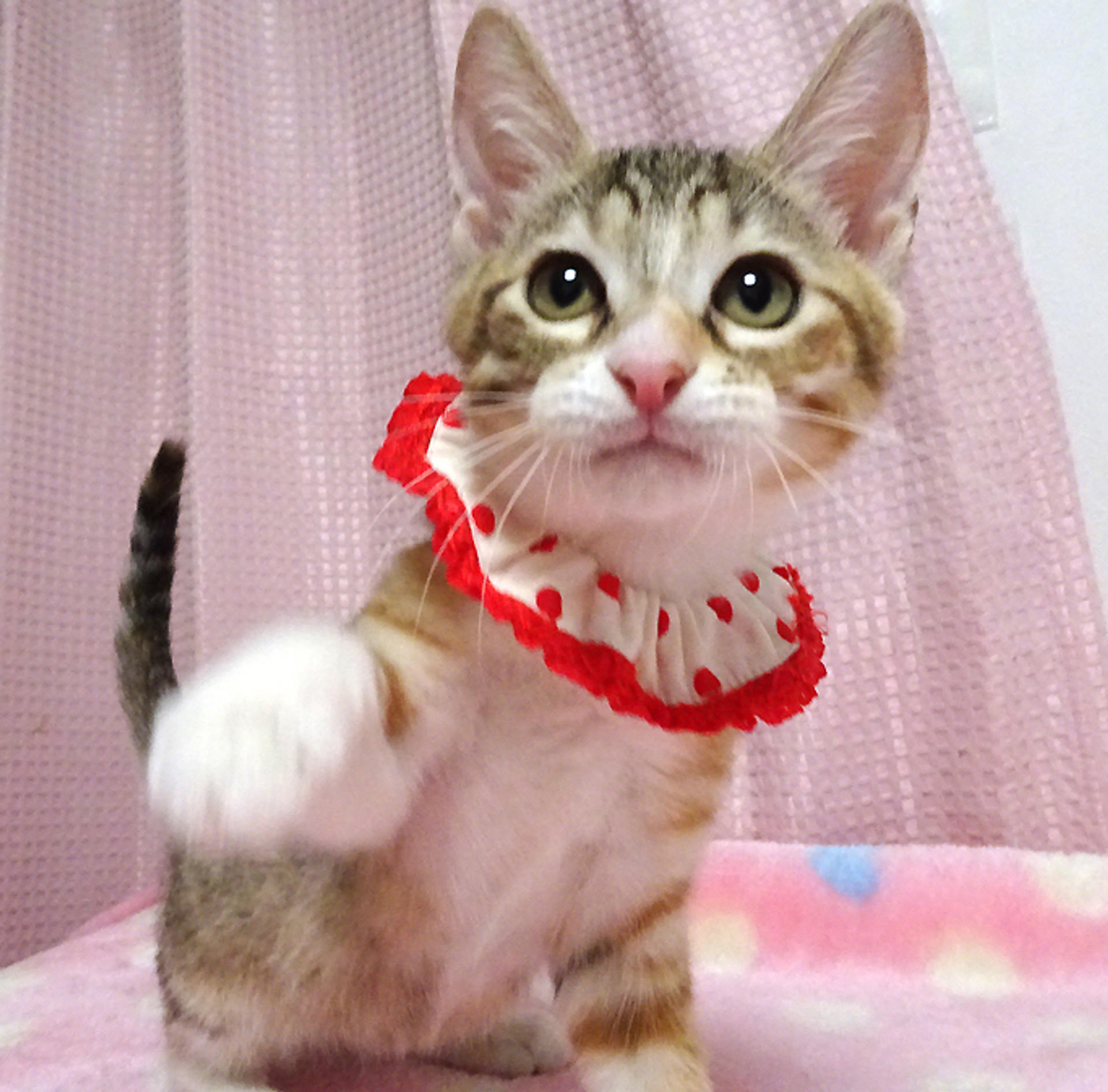 pet-image-5