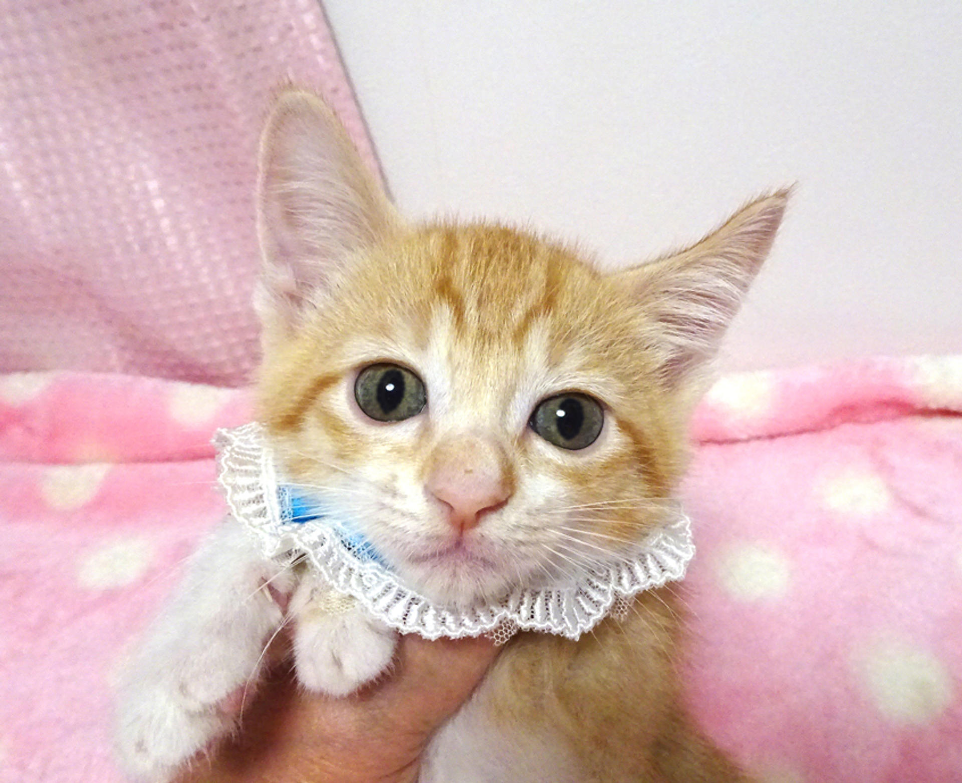 pet-image-2