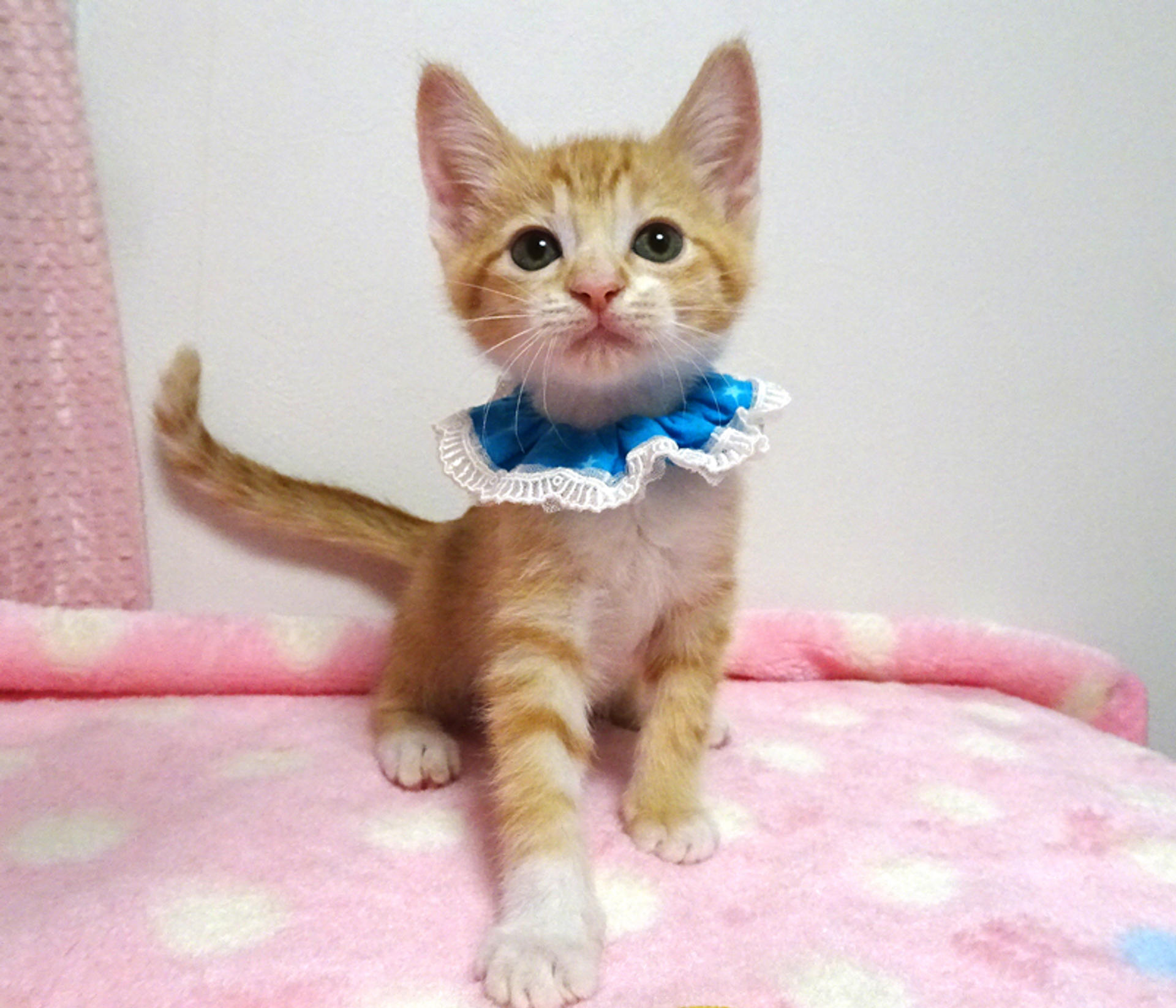 pet-image-3
