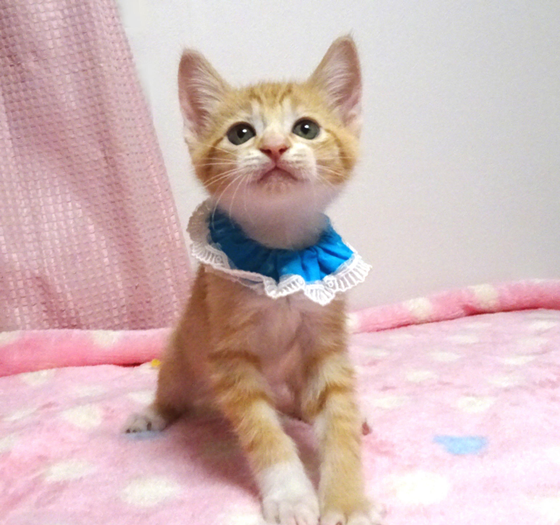 pet-image-4