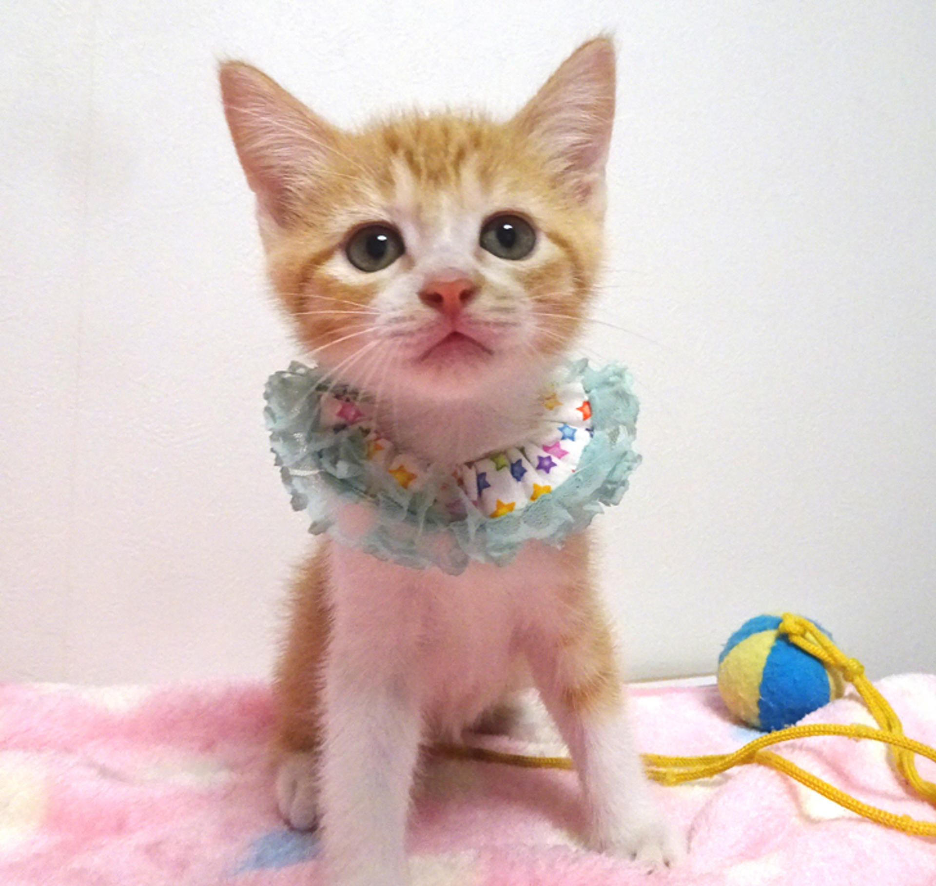 pet-image-2