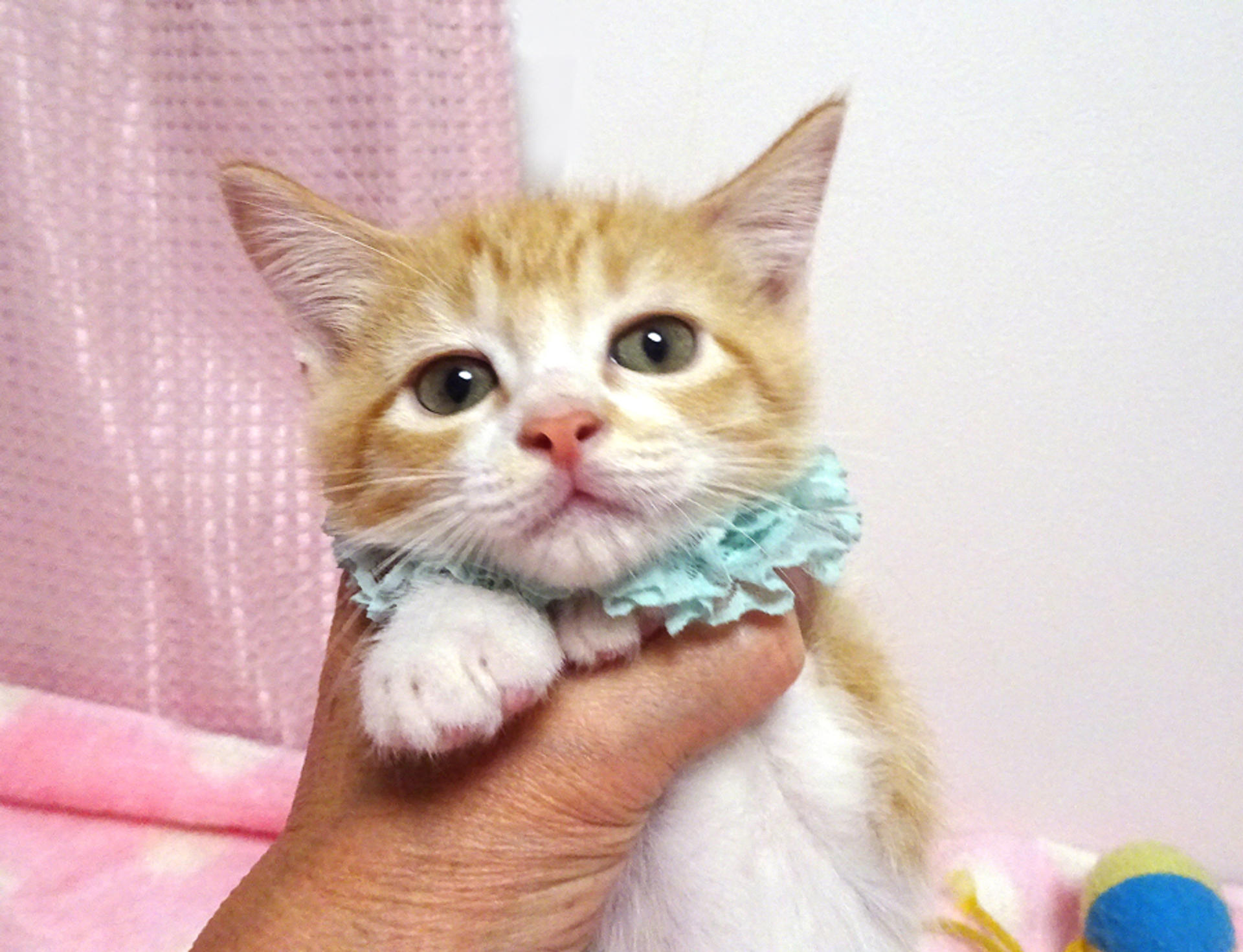 pet-image-3