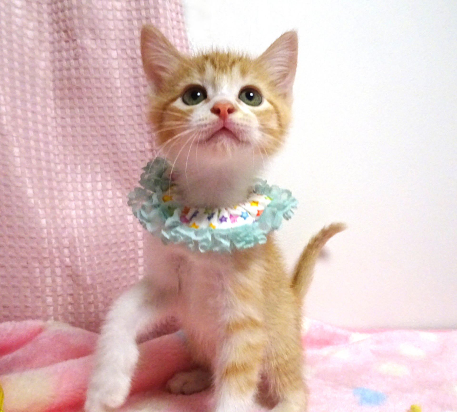 pet-image-4