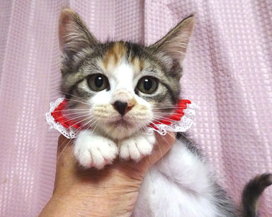 ミイちゃんの写真