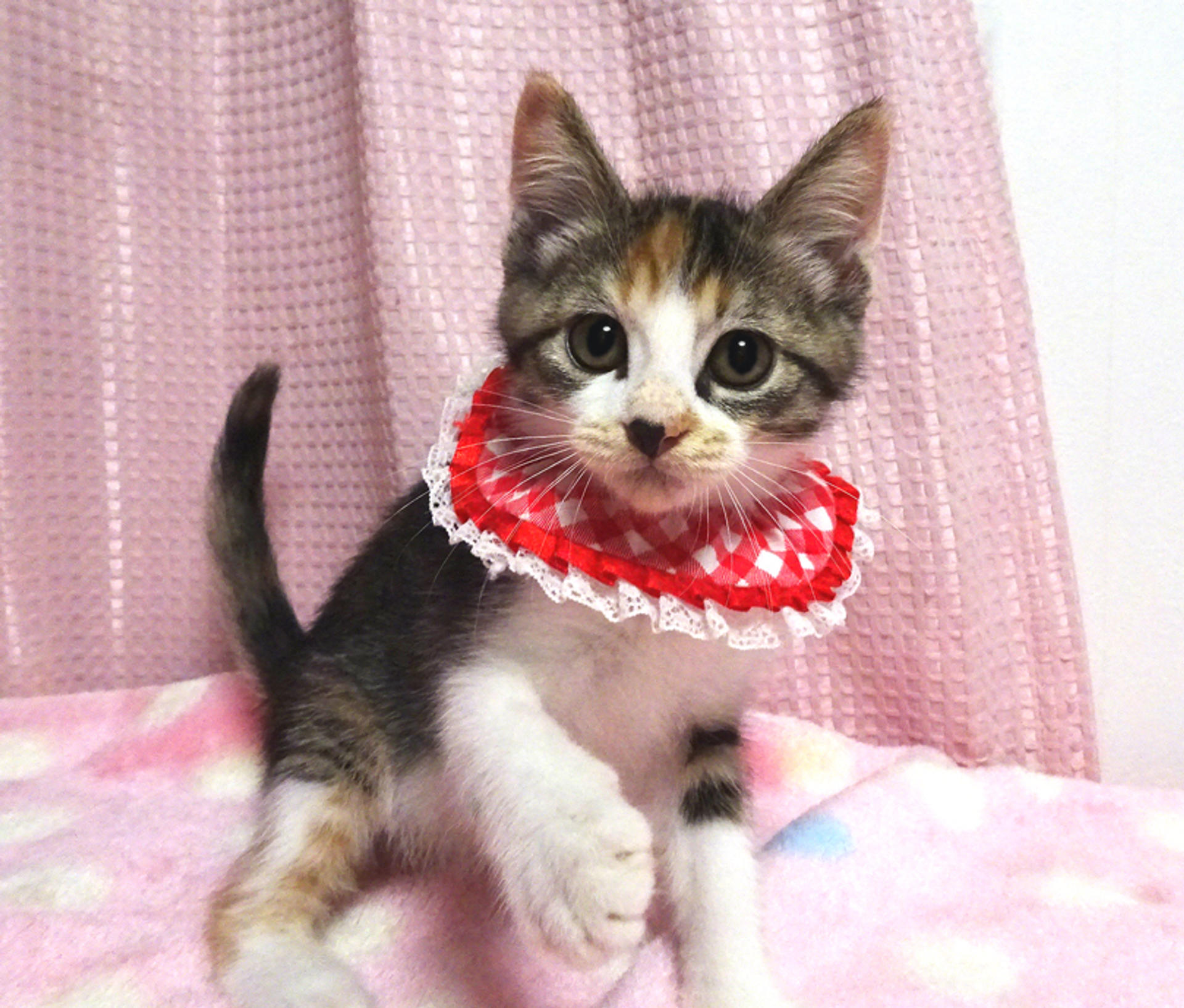 pet-image-2
