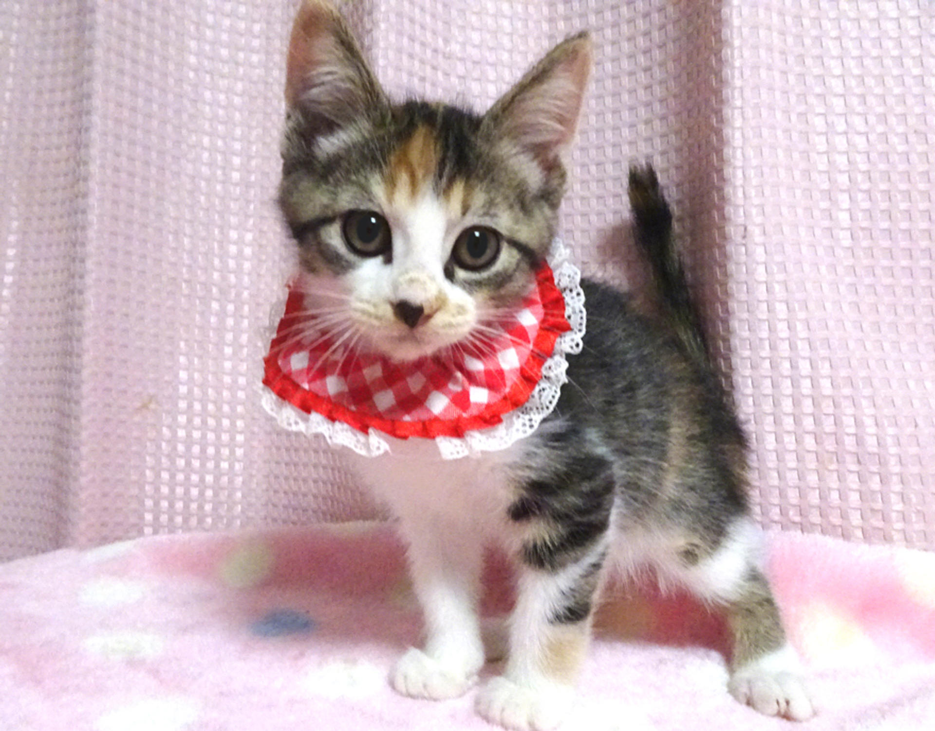 pet-image-3