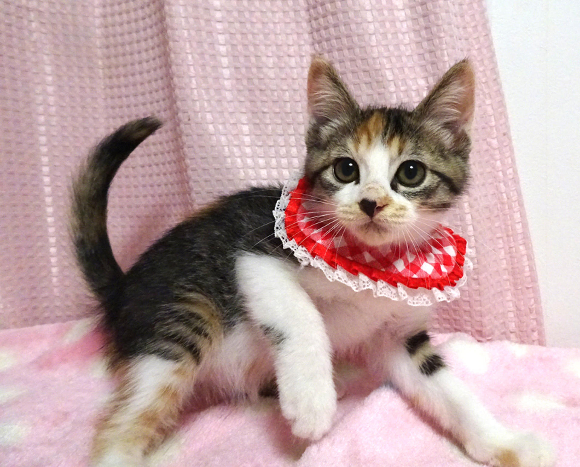 pet-image-4