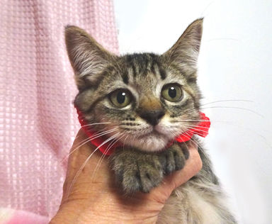 チイちゃんの写真