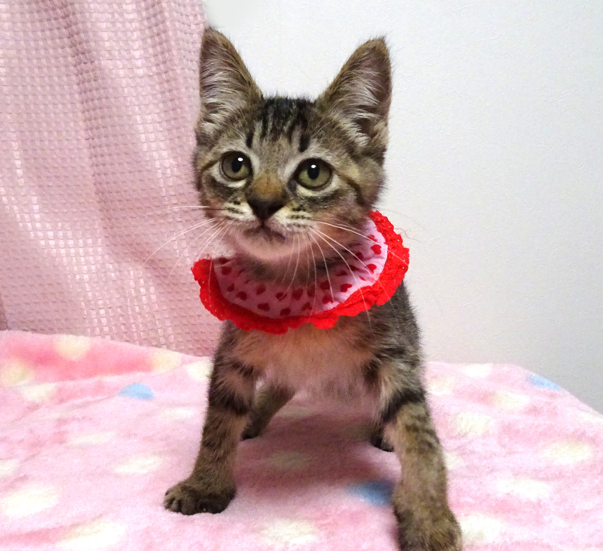 pet-image-4