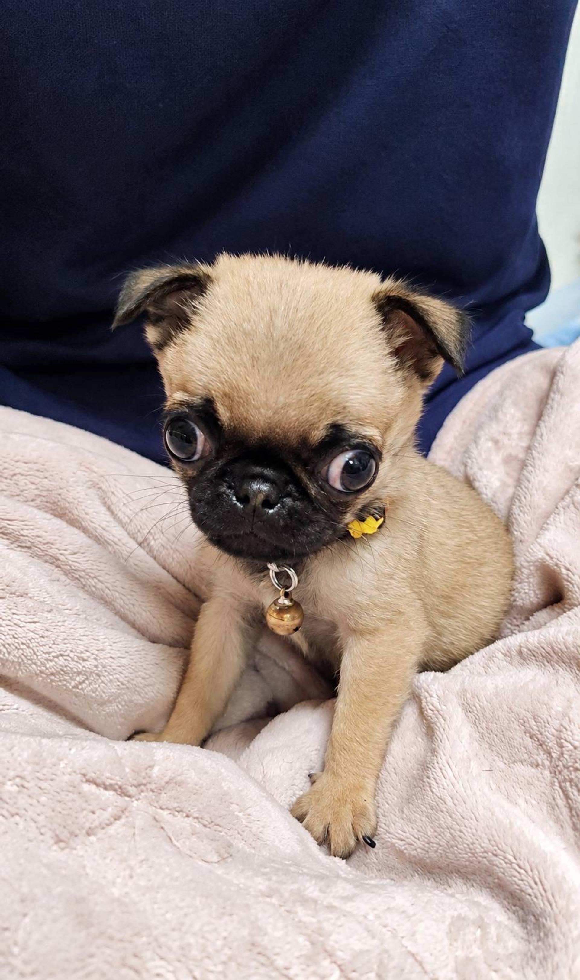 pet-image-2