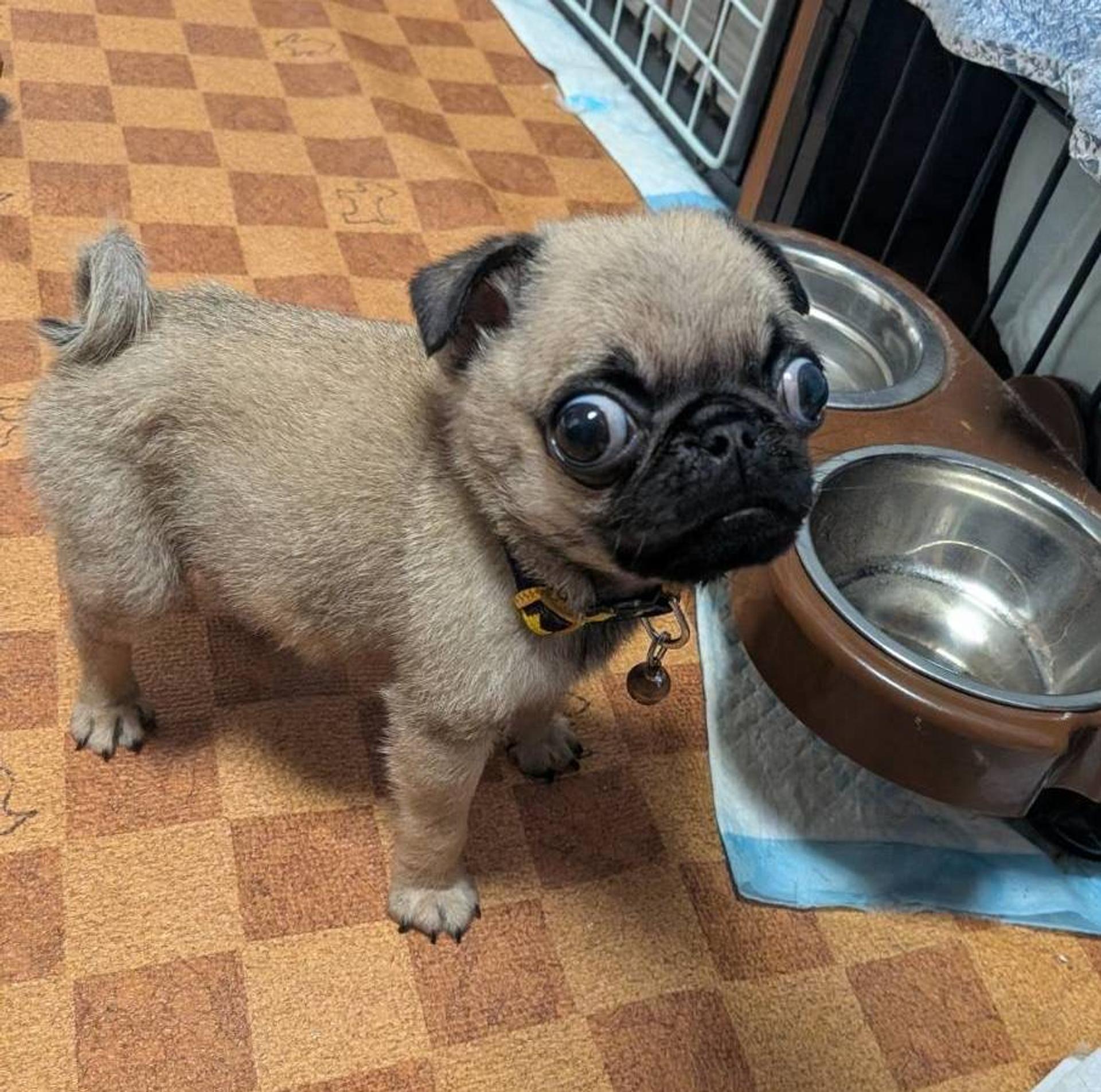 pet-image-3