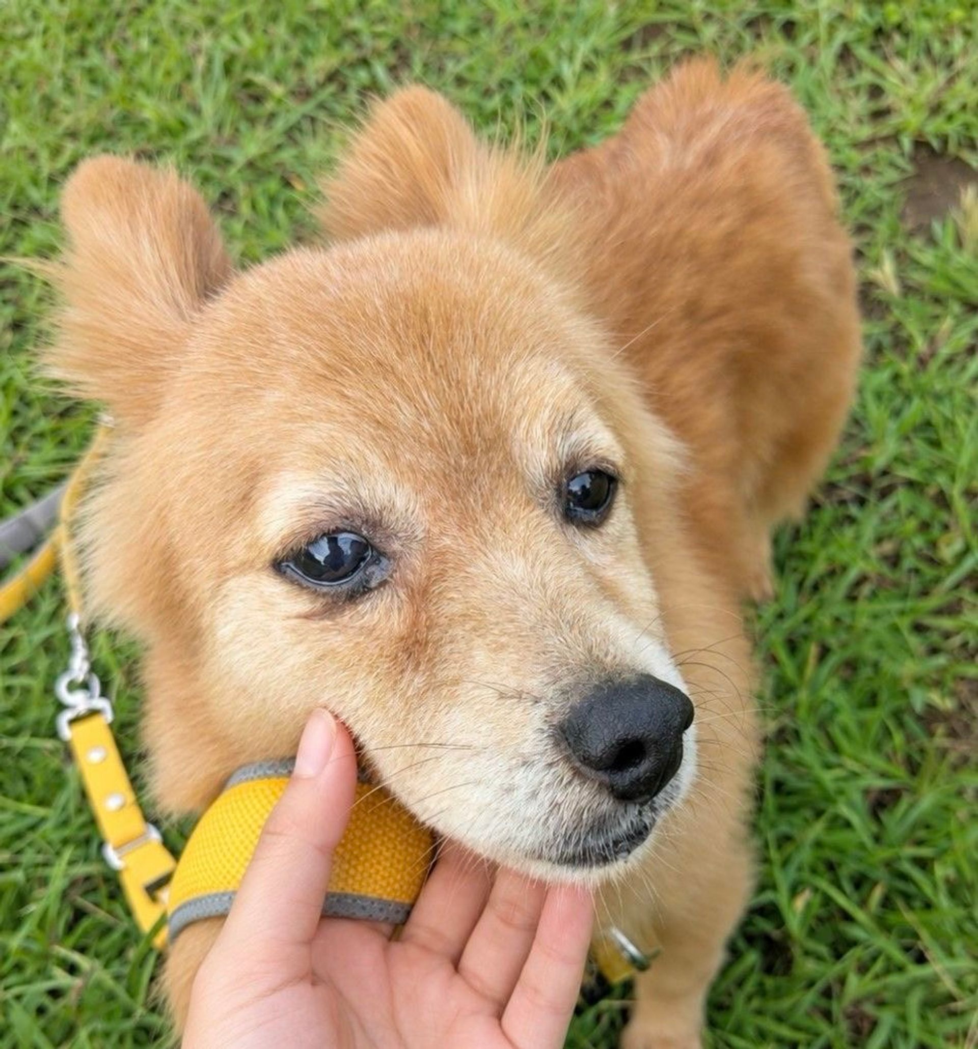 雑種（ミックス犬）・メスの里親募集の写真