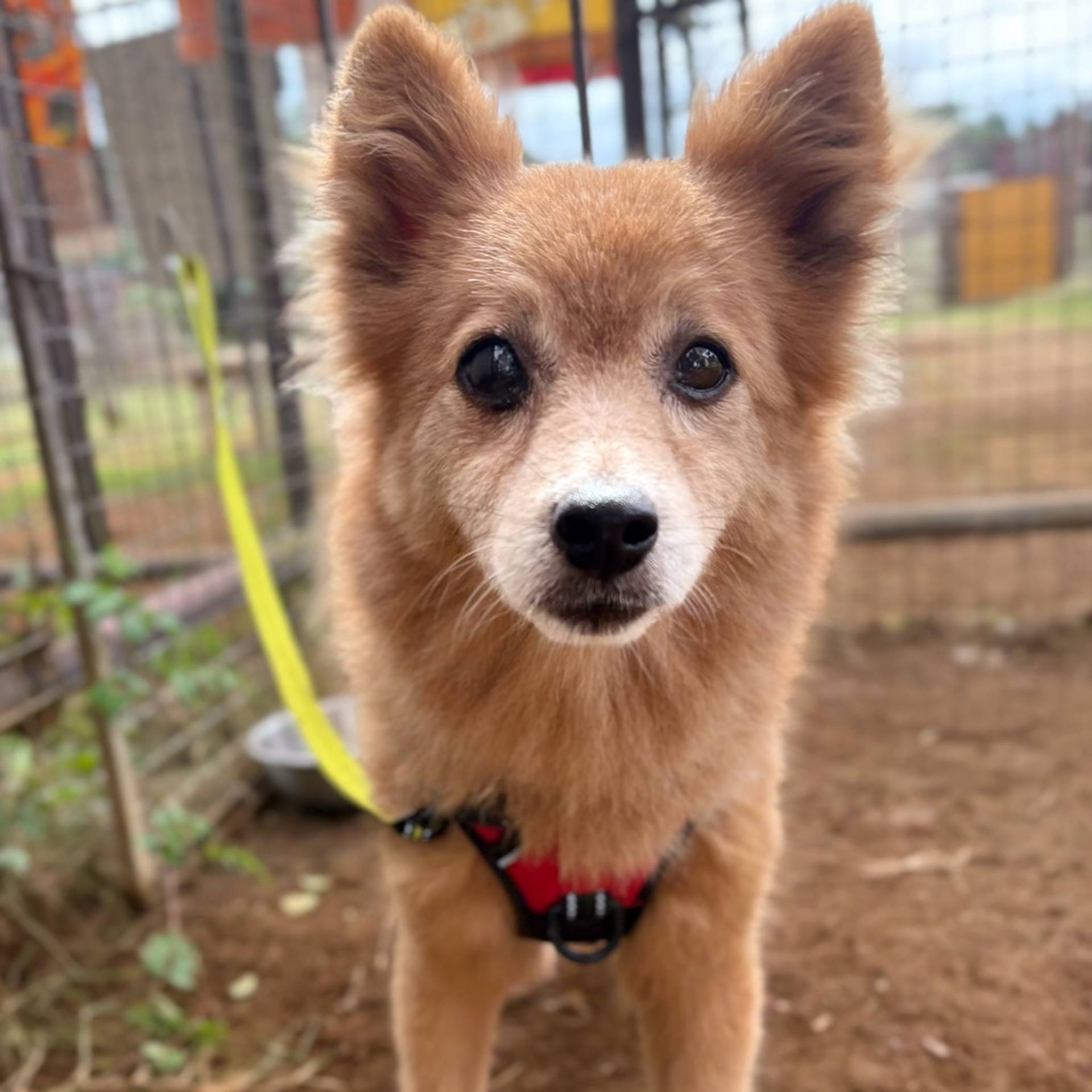 雑種（ミックス犬）・メスの里親募集の写真