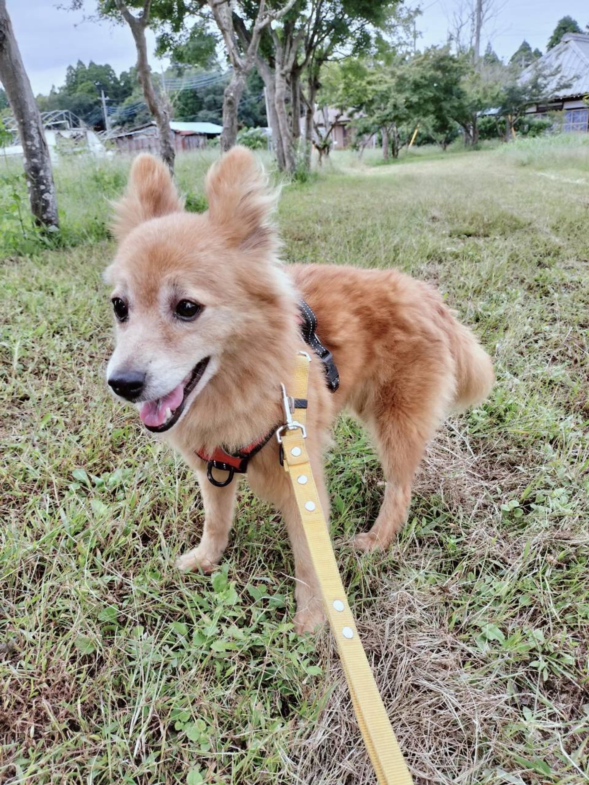pet-image-2