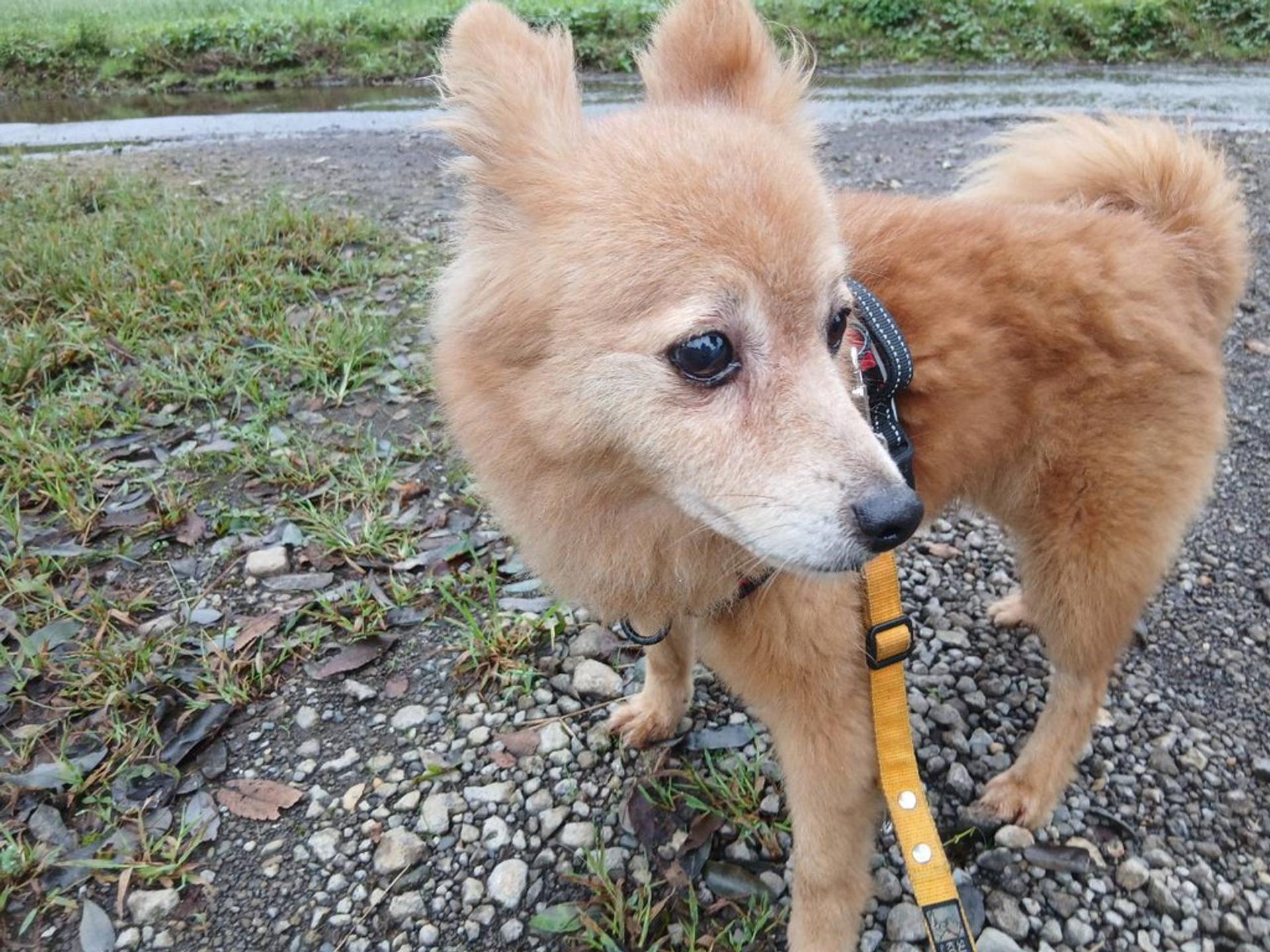 pet-image-4