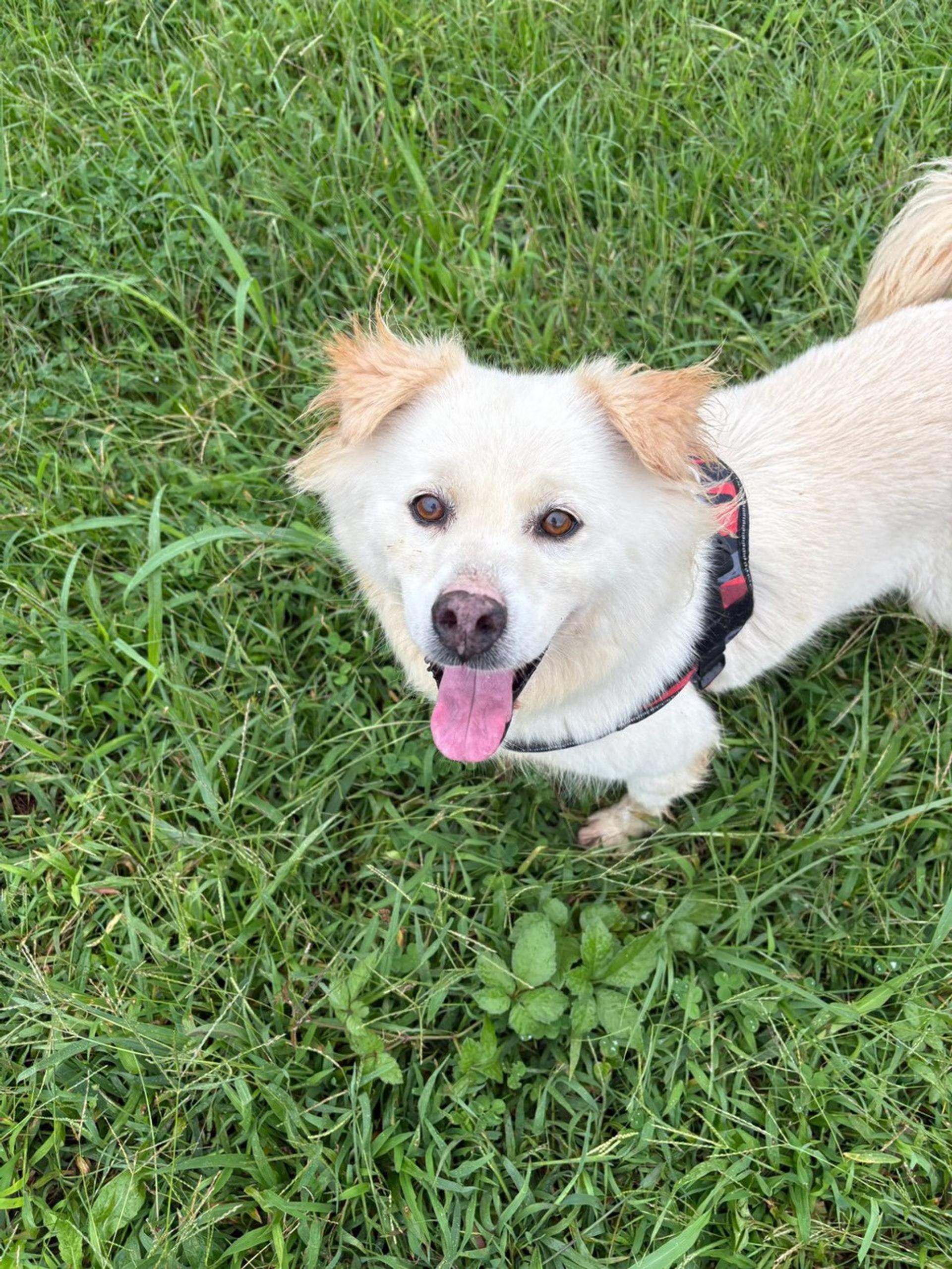 pet-image-2