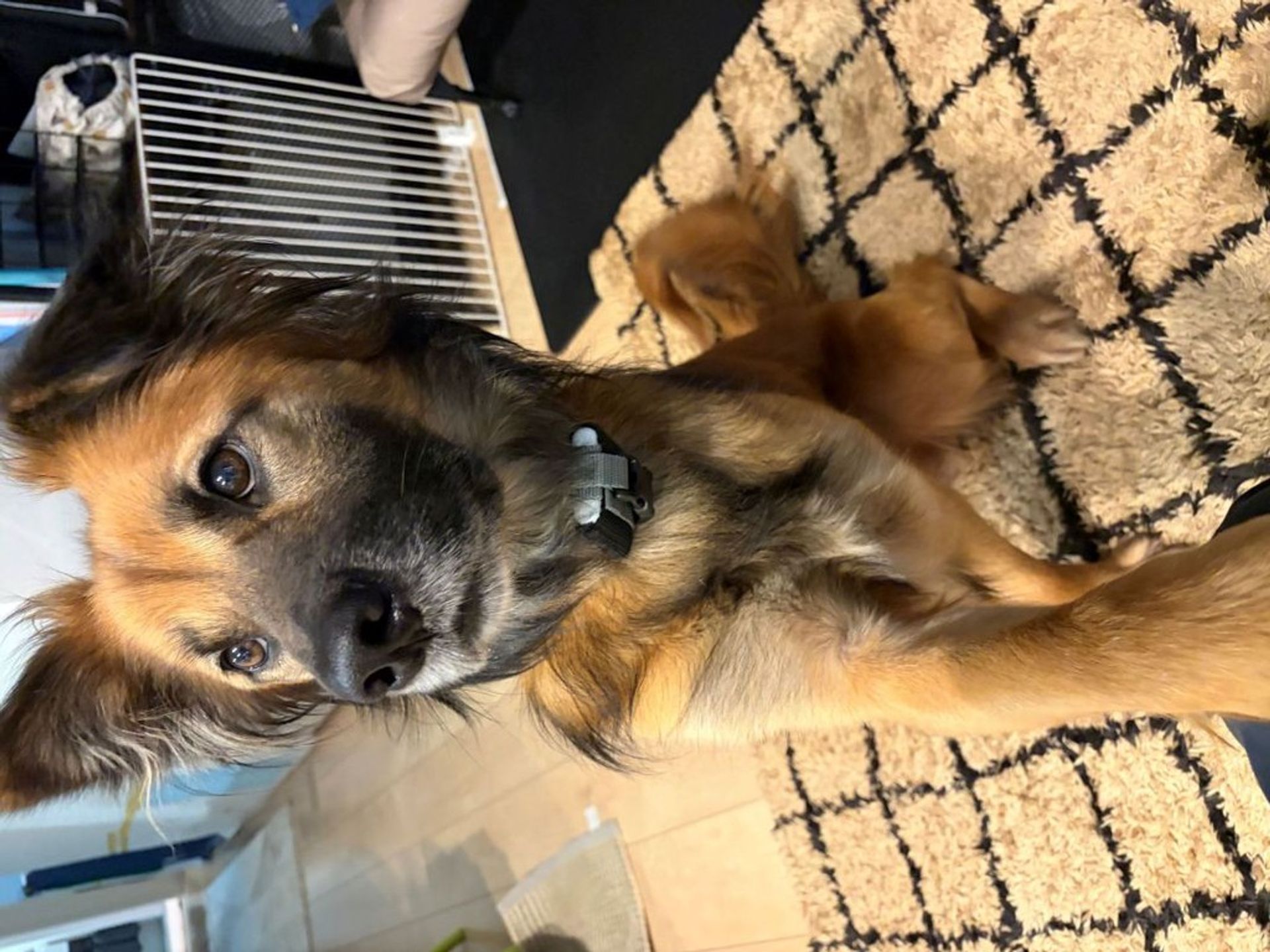雑種（ミックス犬）・オスの里親募集の写真