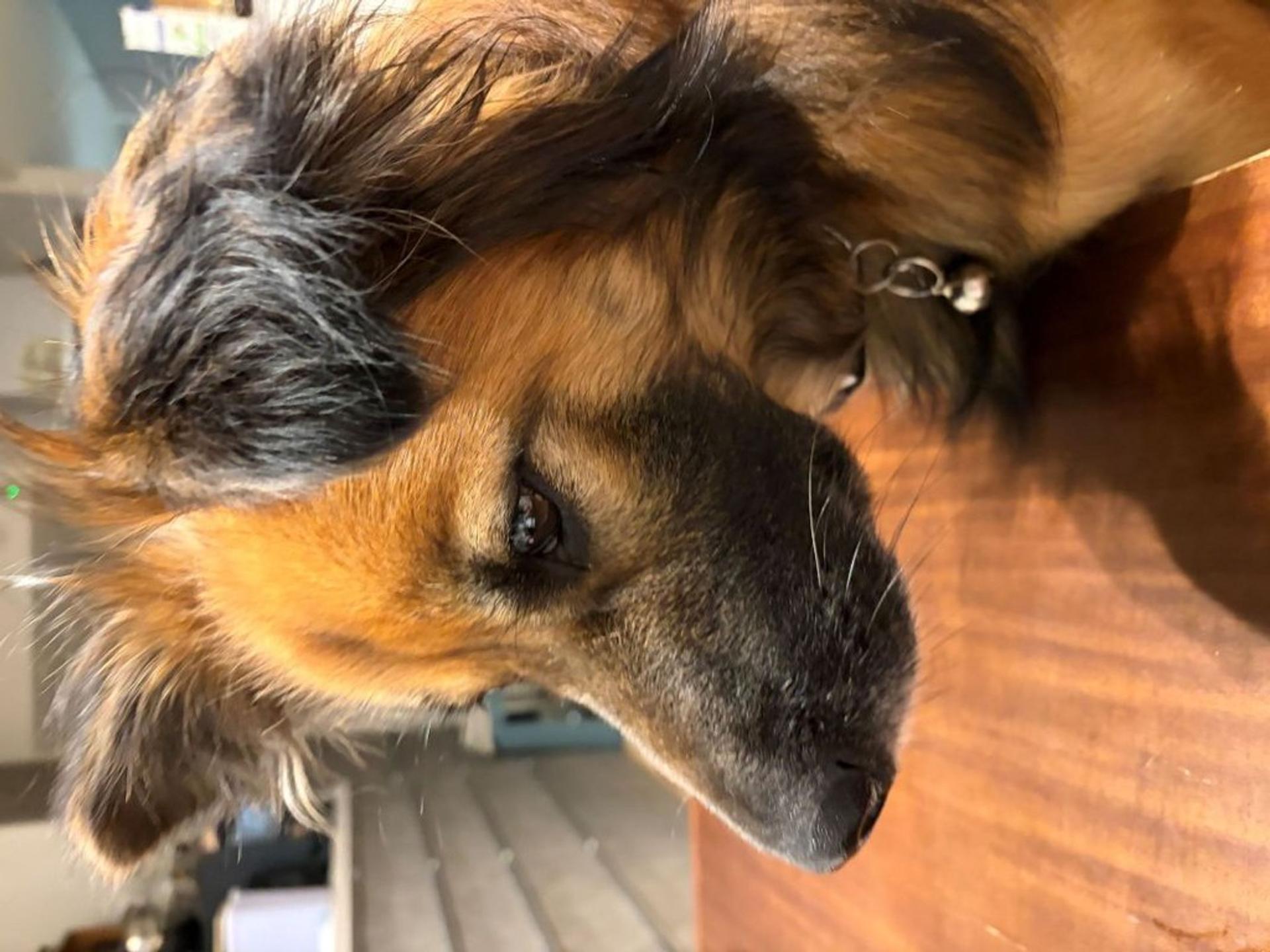 pet-image-5