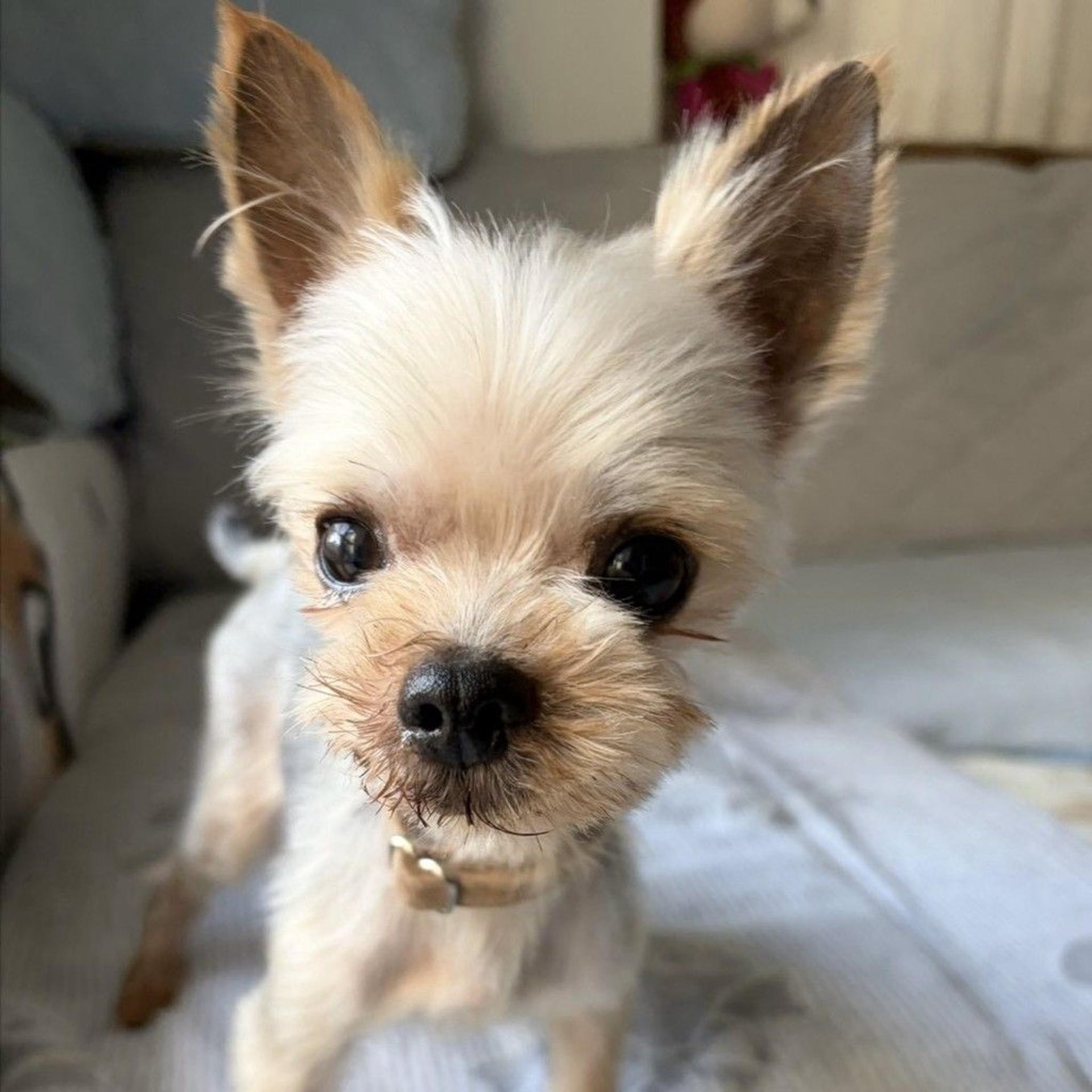 pet-image-2