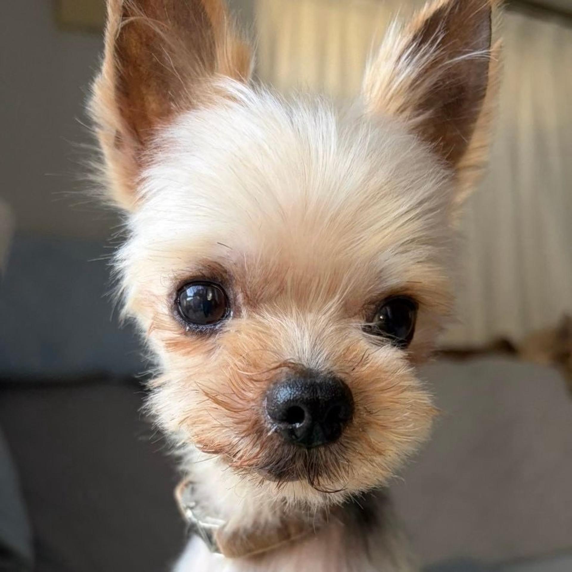pet-image-3