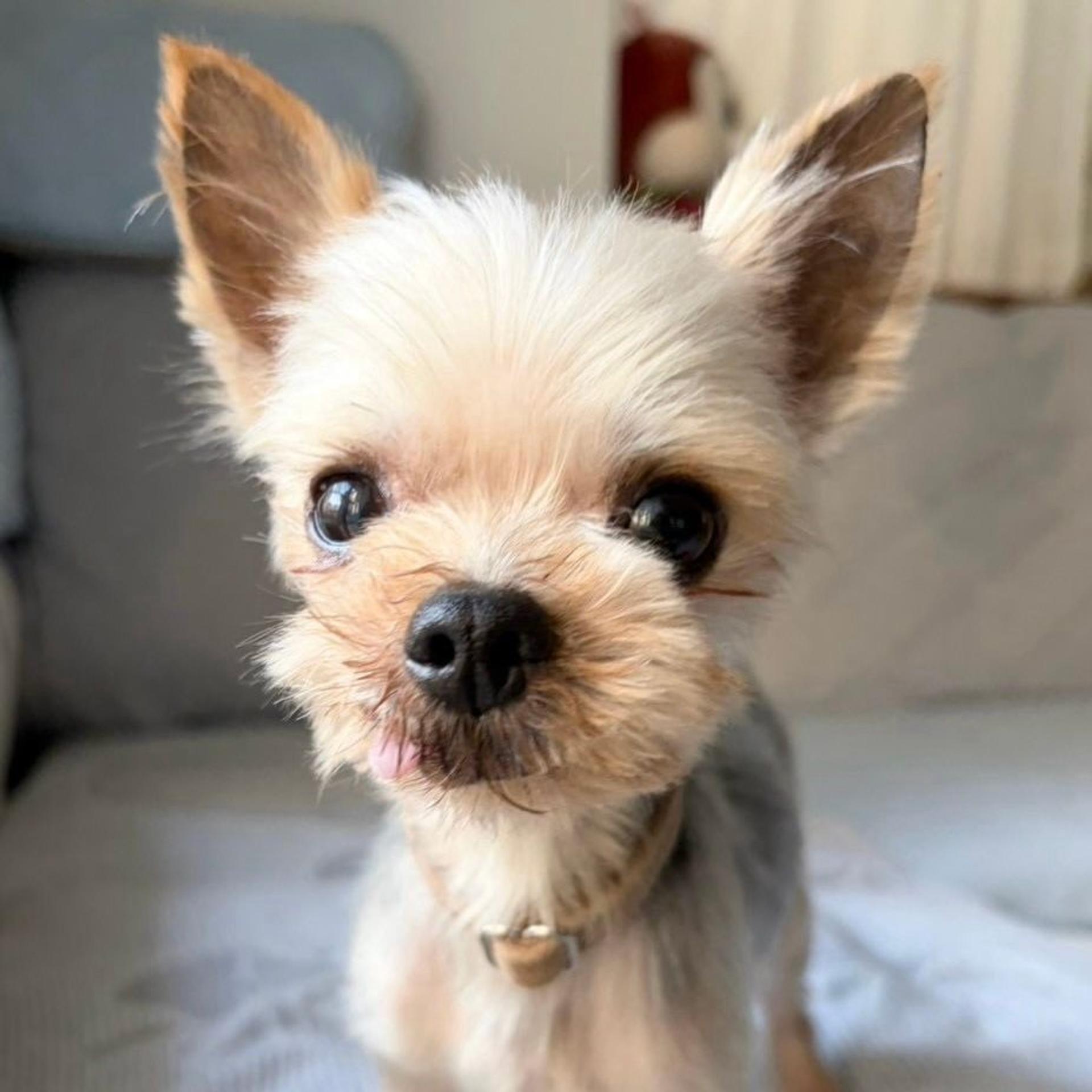 pet-image-4