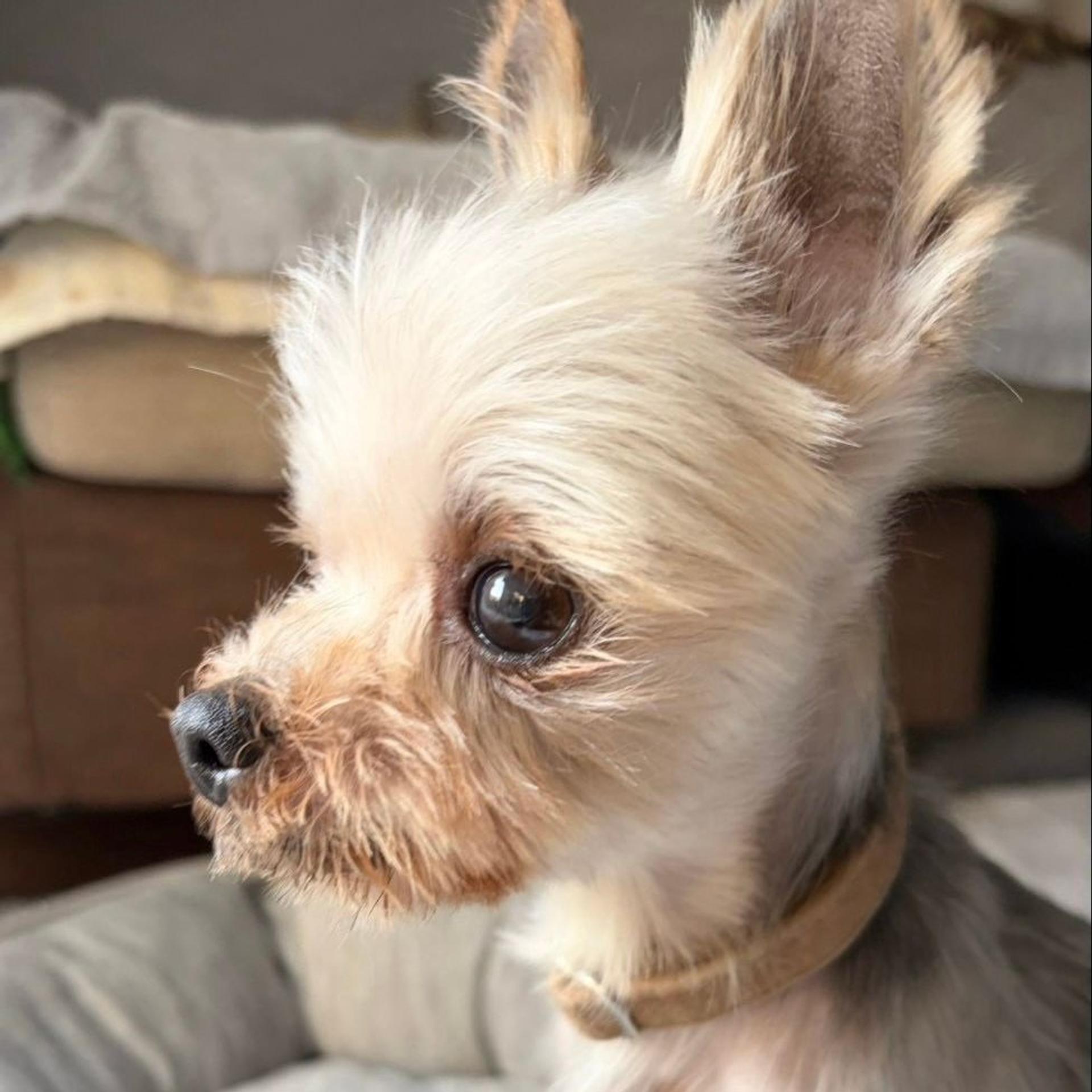 pet-image-5