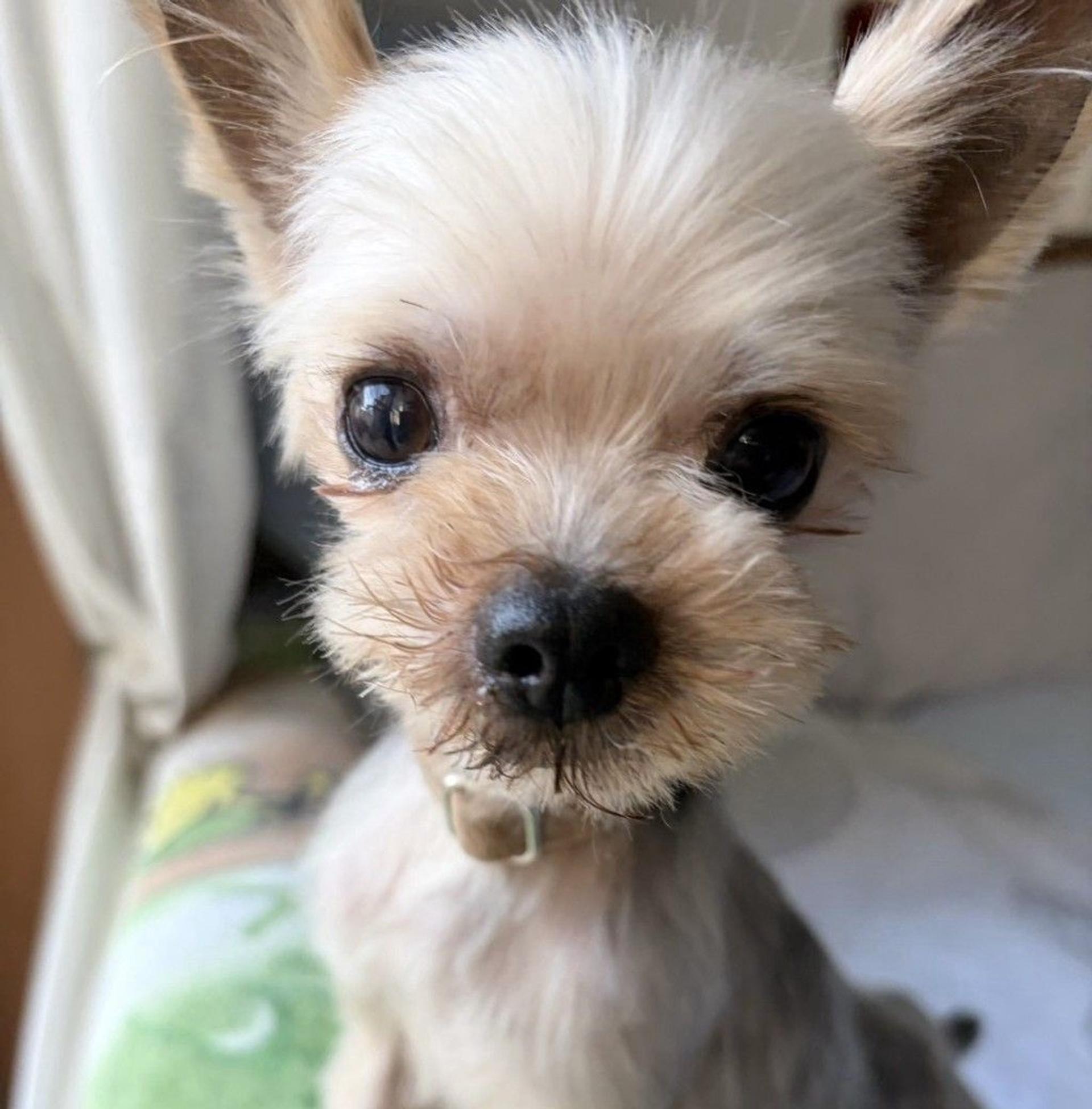 pet-image-6