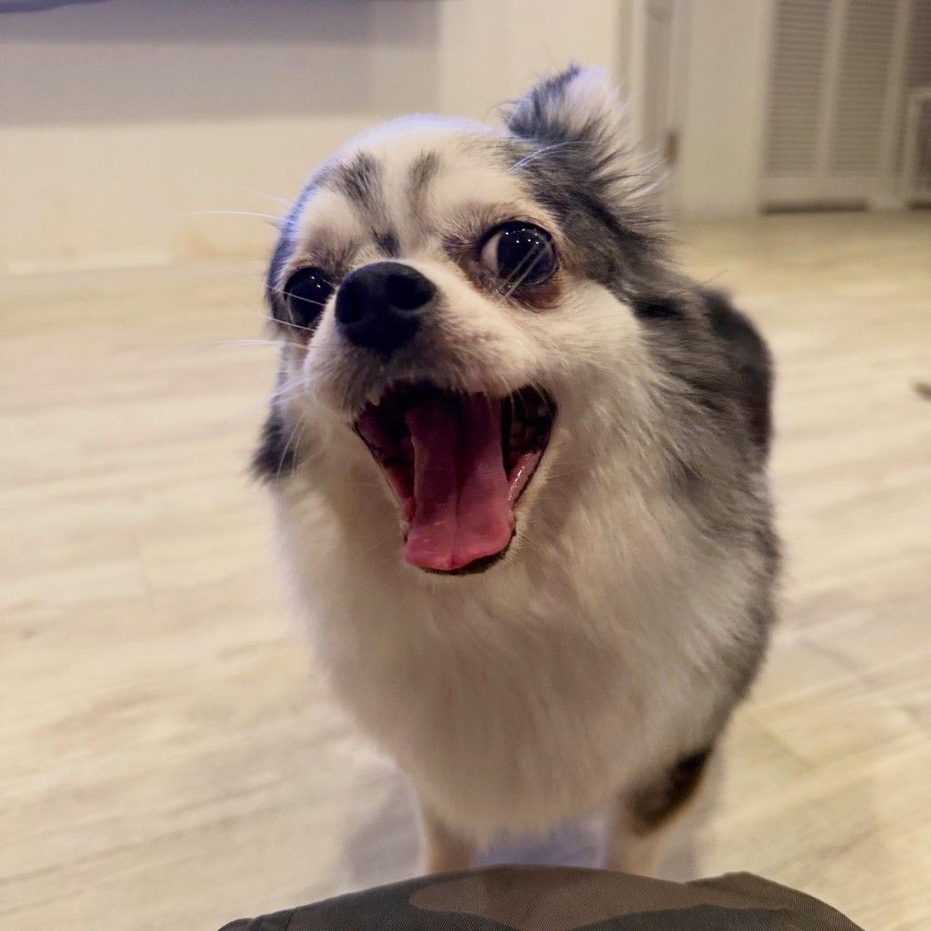 pet-image-3