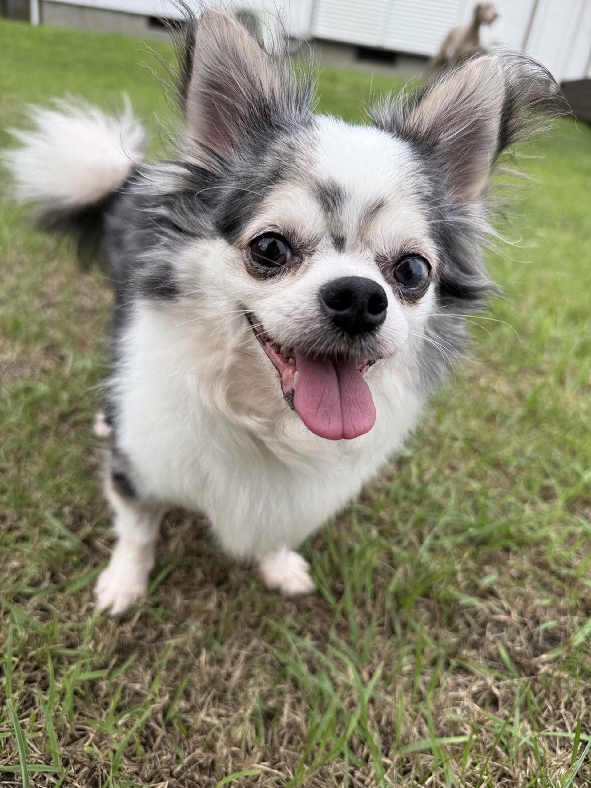 pet-image-2