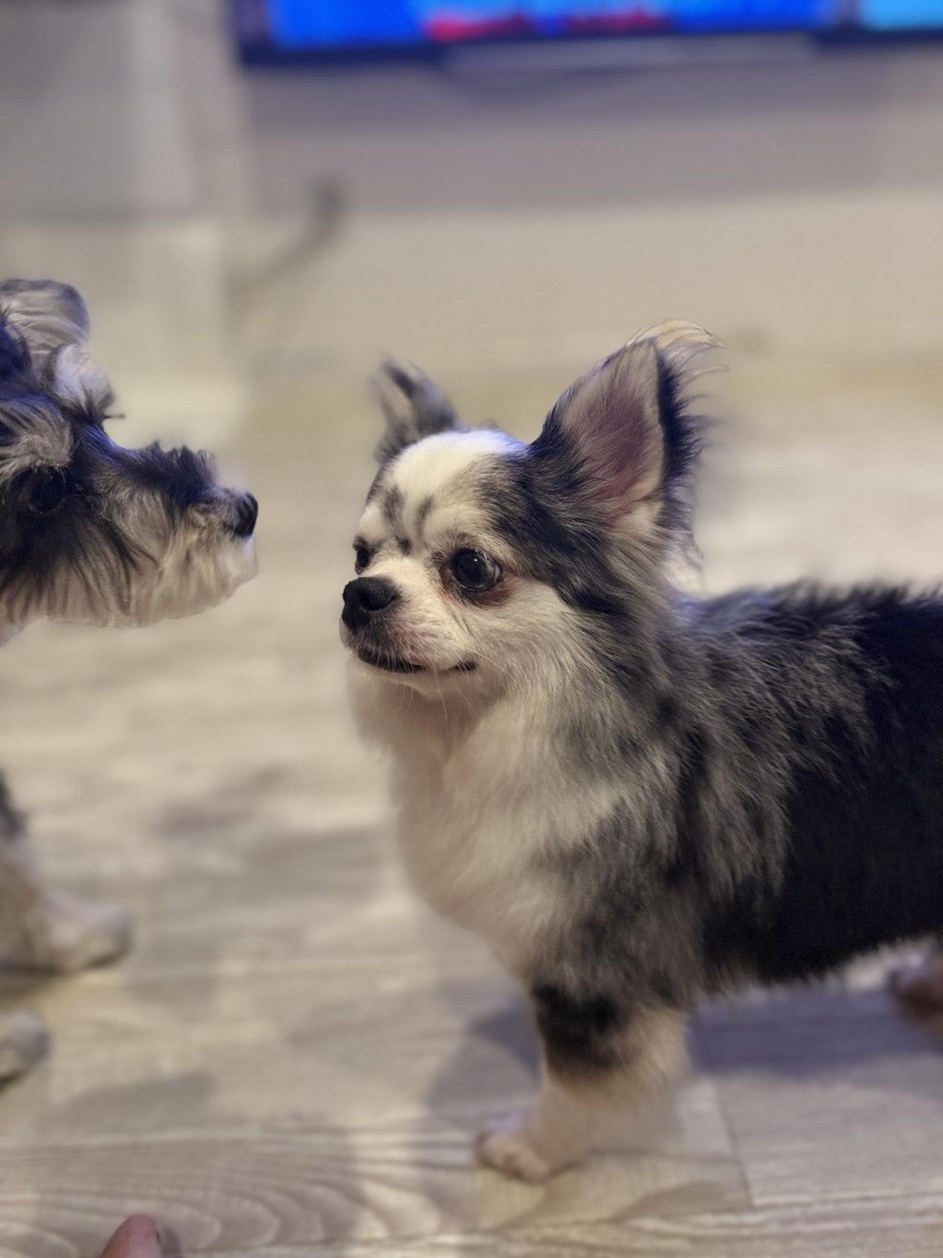 pet-image-4