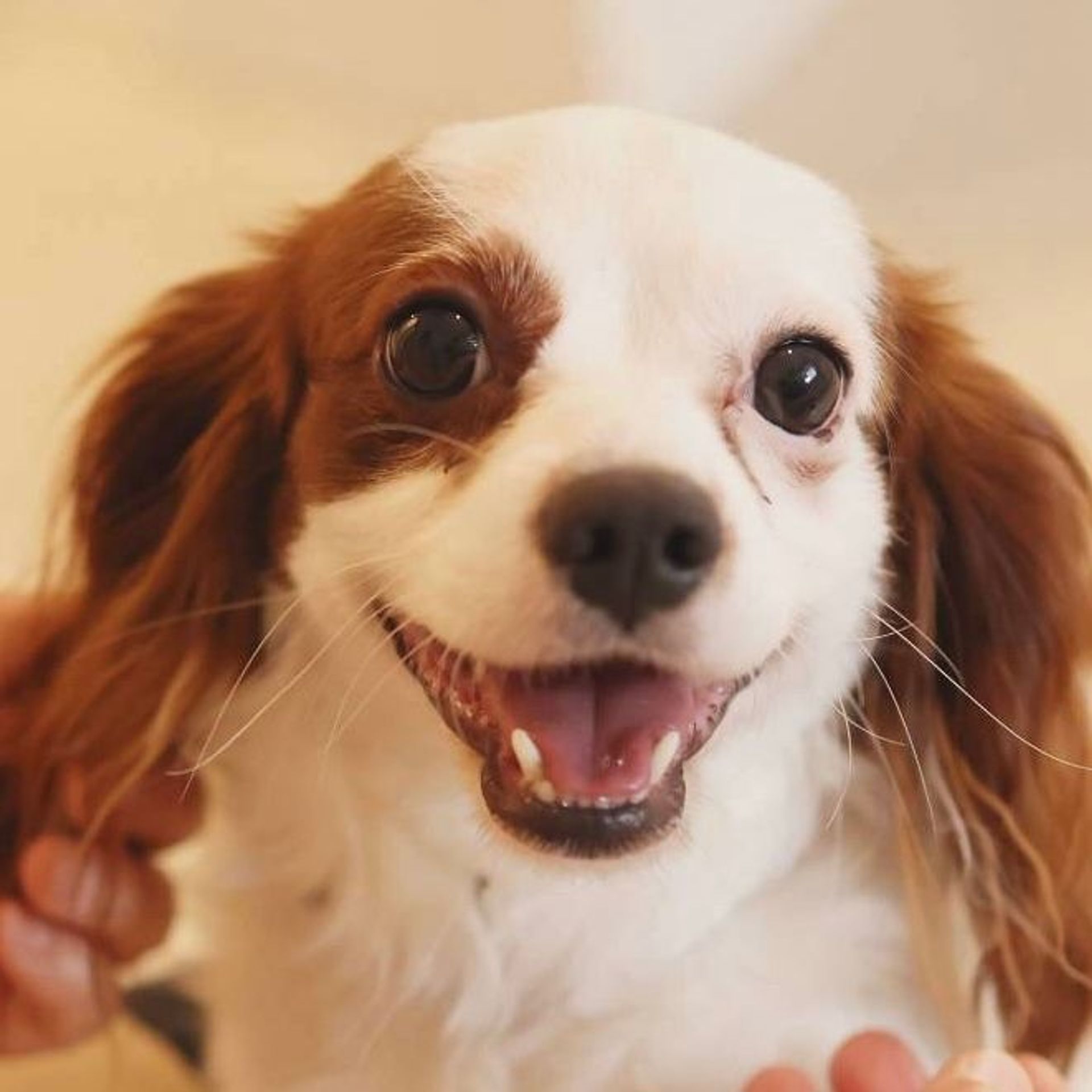 雑種（ミックス犬）・オスの里親募集の写真
