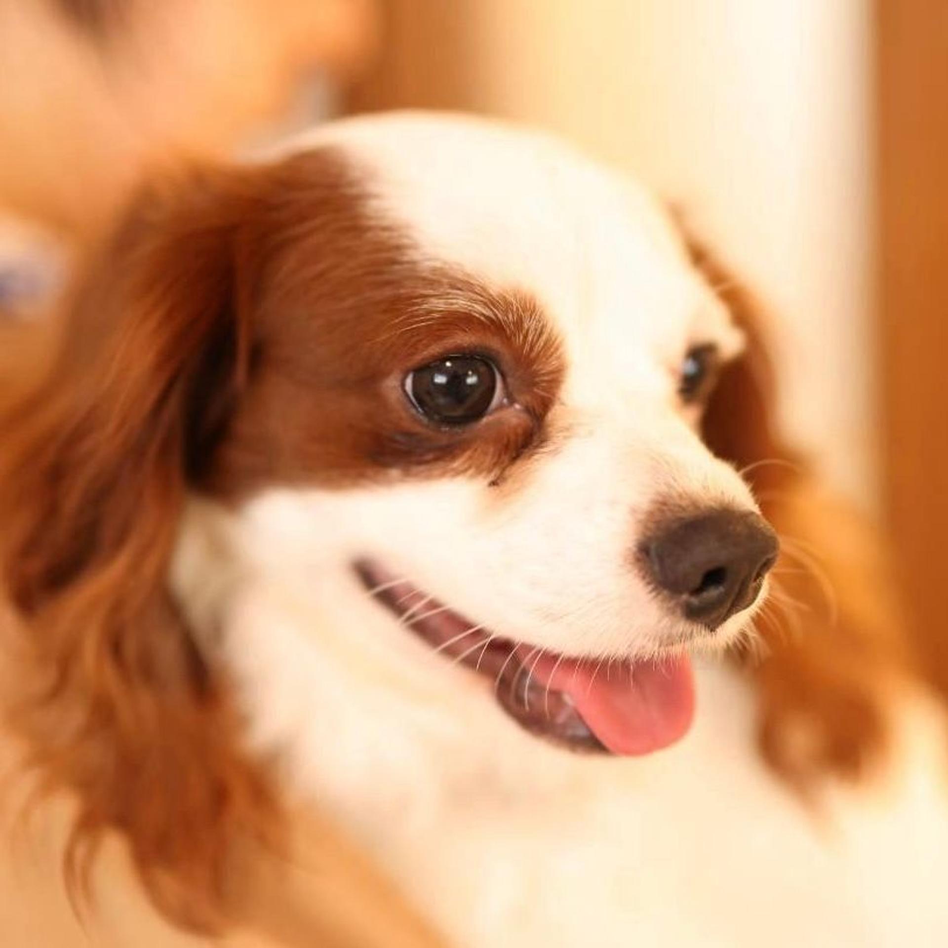 pet-image-7