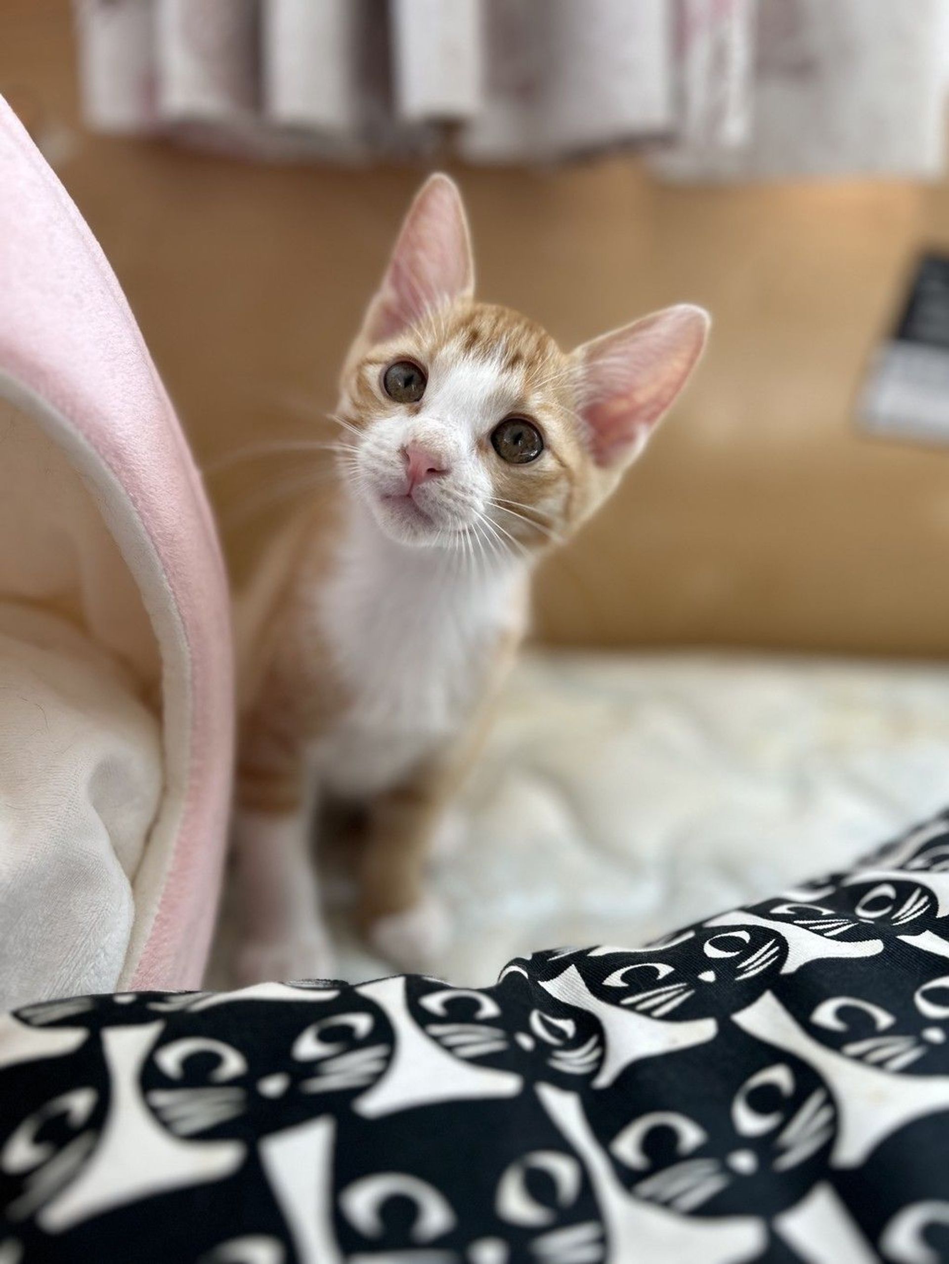雑種（ミックス猫）・オスの里親募集の写真