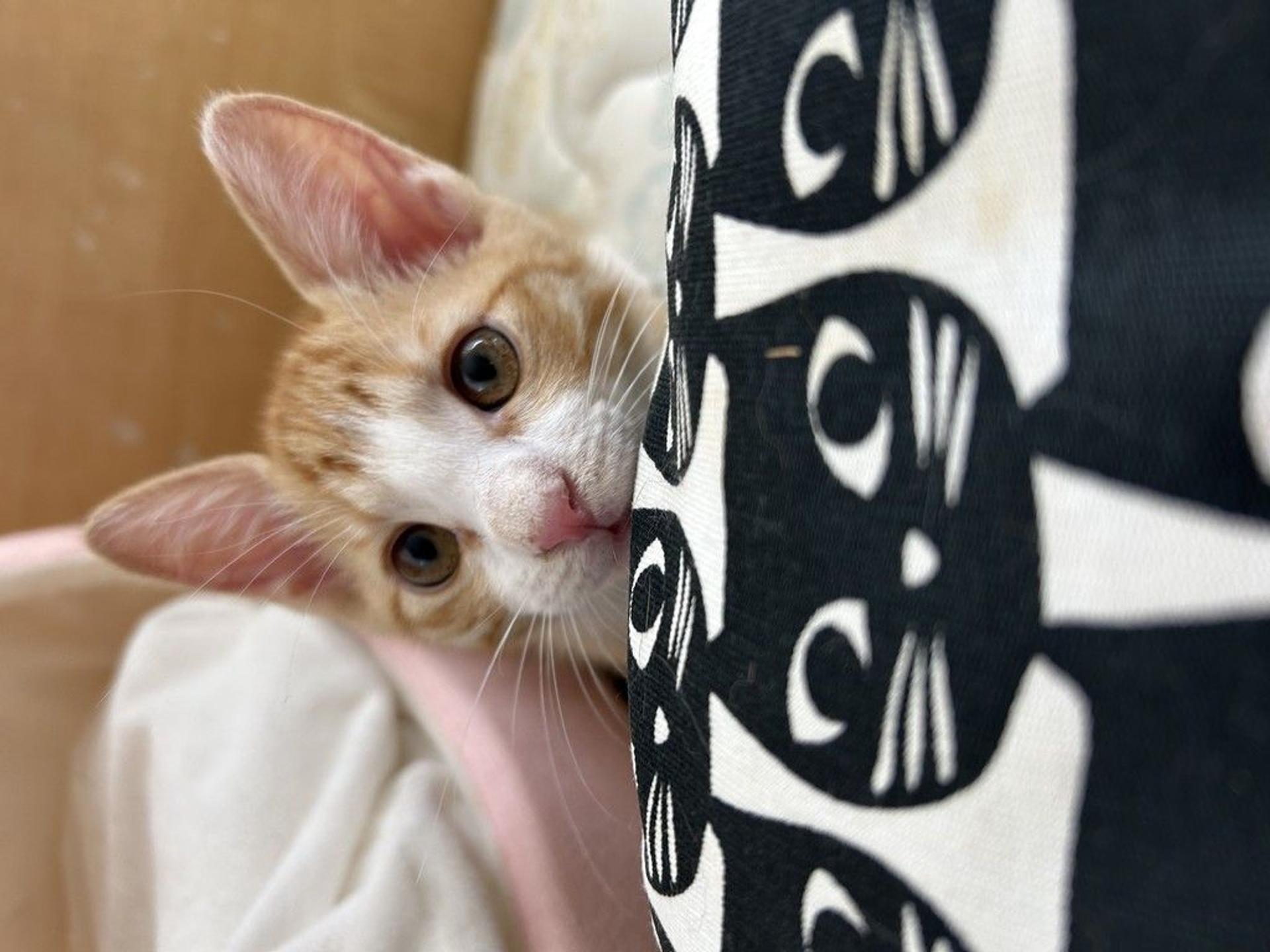 pet-image-2
