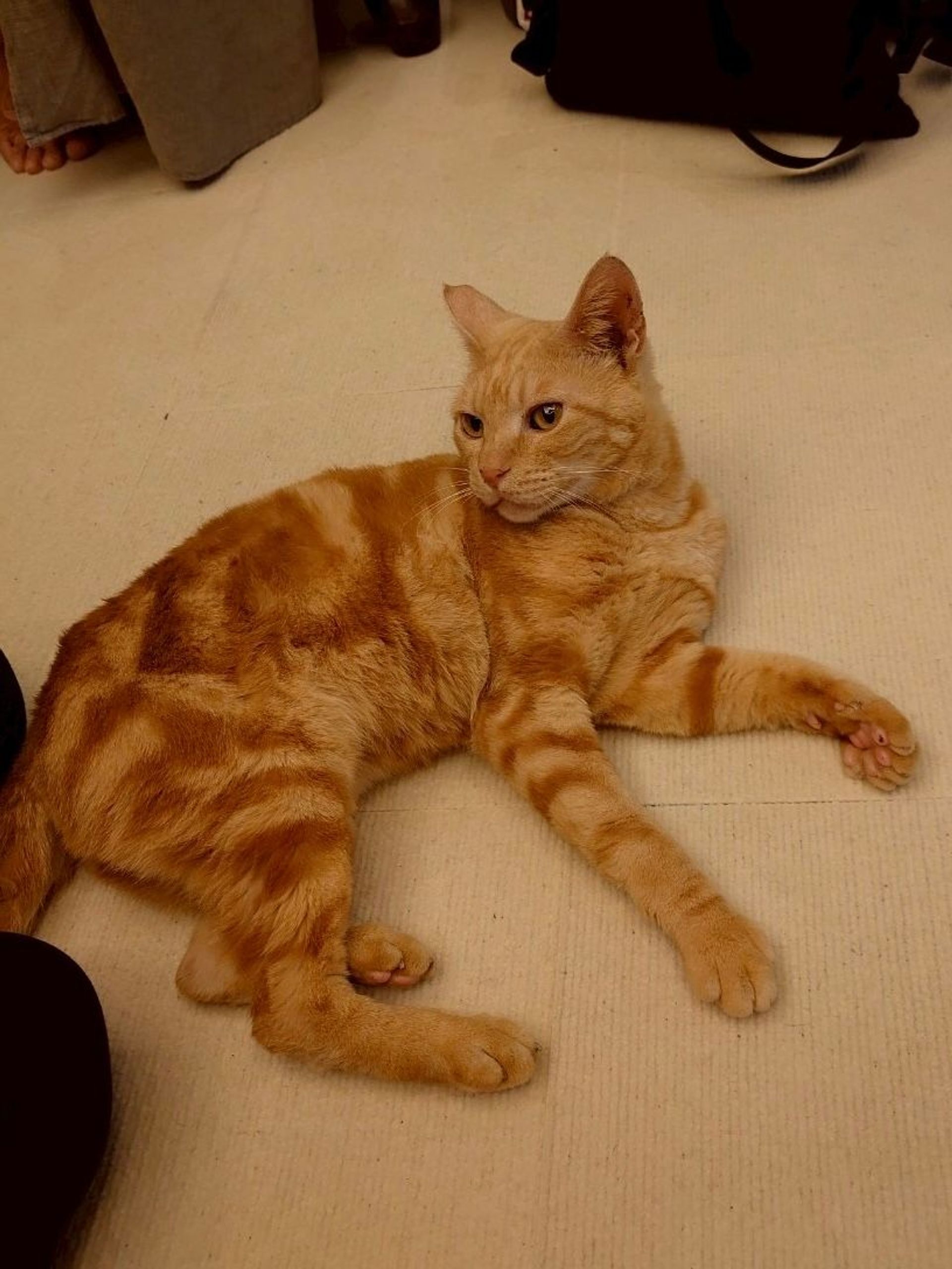 雑種（ミックス猫）・オスの里親募集の写真