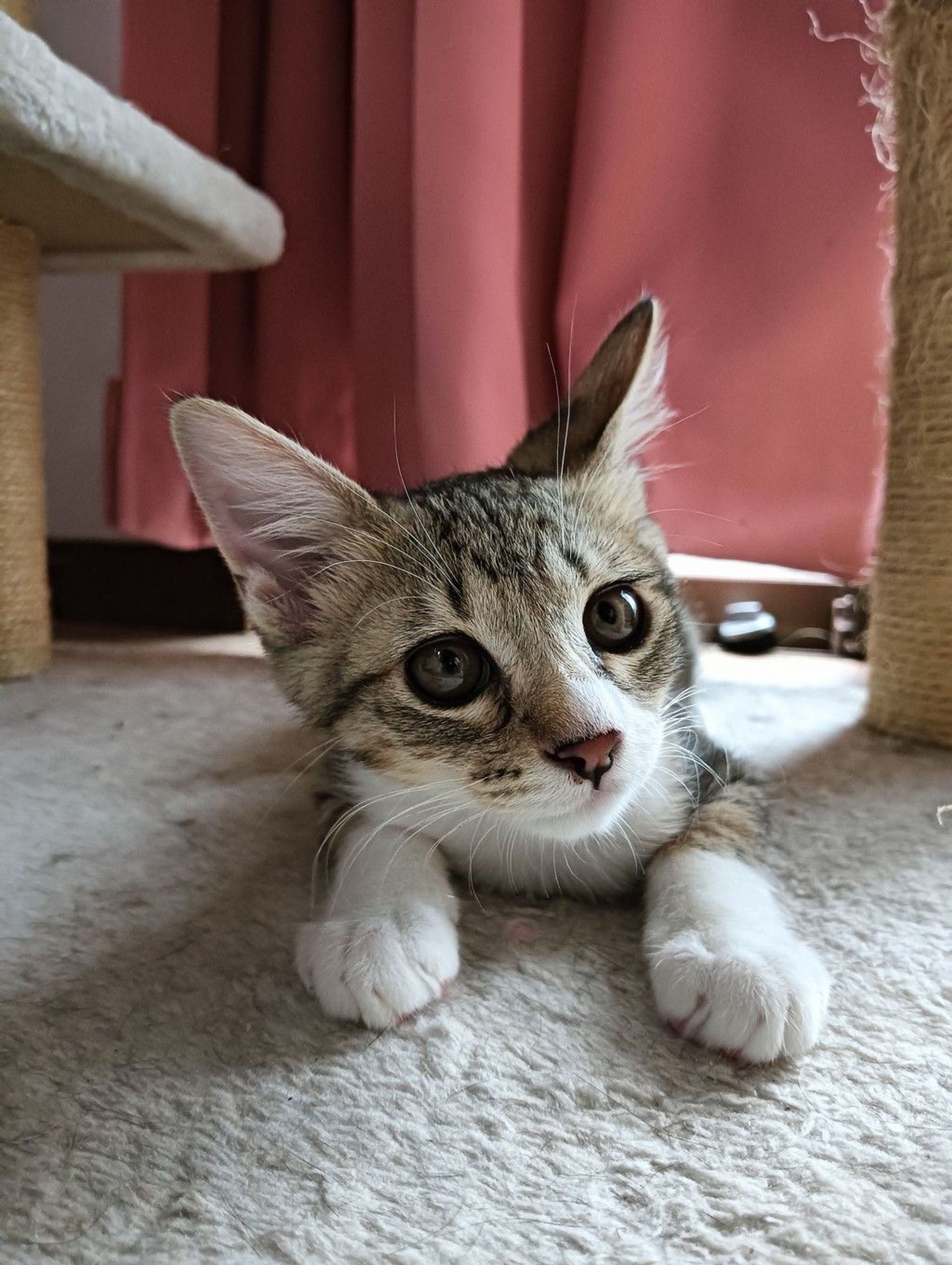 雑種（ミックス猫）・オスの里親募集の写真