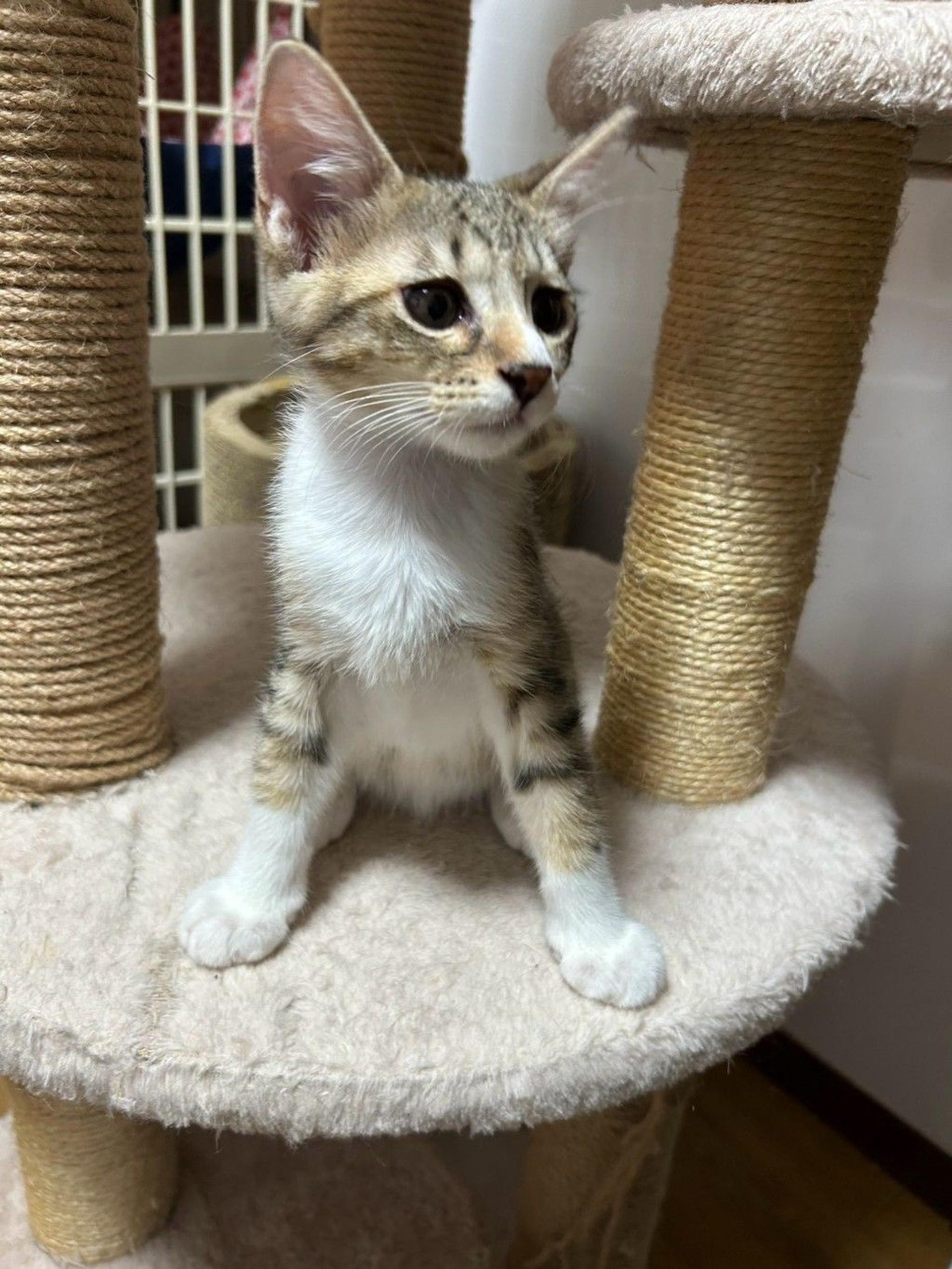 pet-image-4