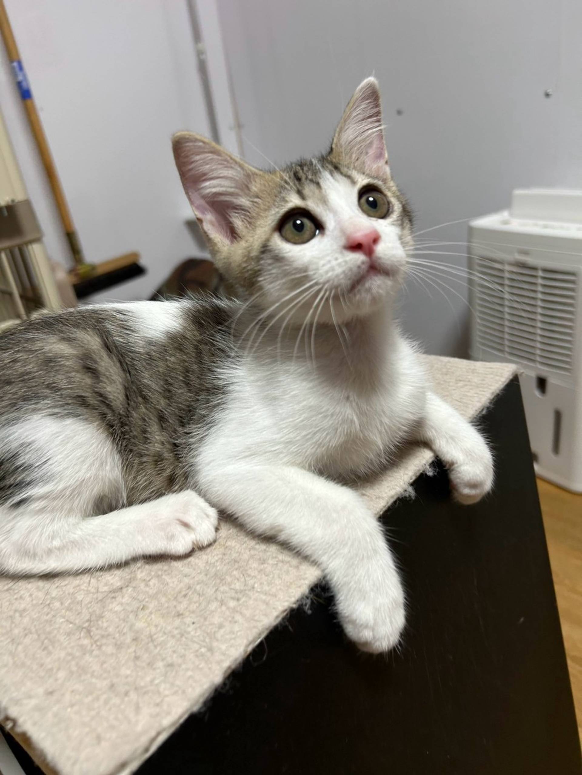 雑種（ミックス猫）・オスの里親募集の写真