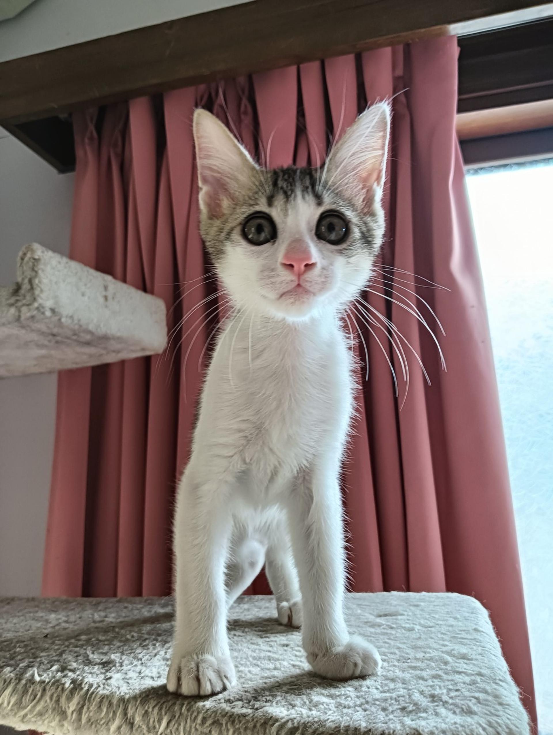 pet-image-2