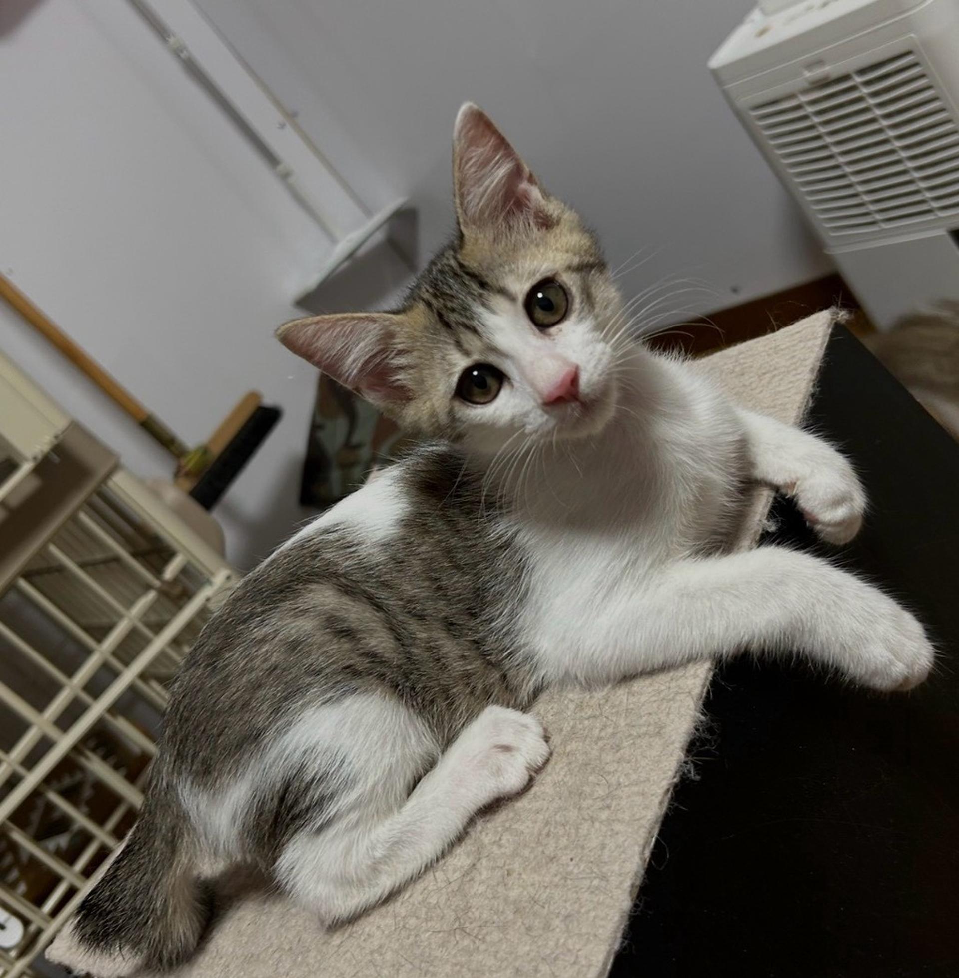pet-image-3