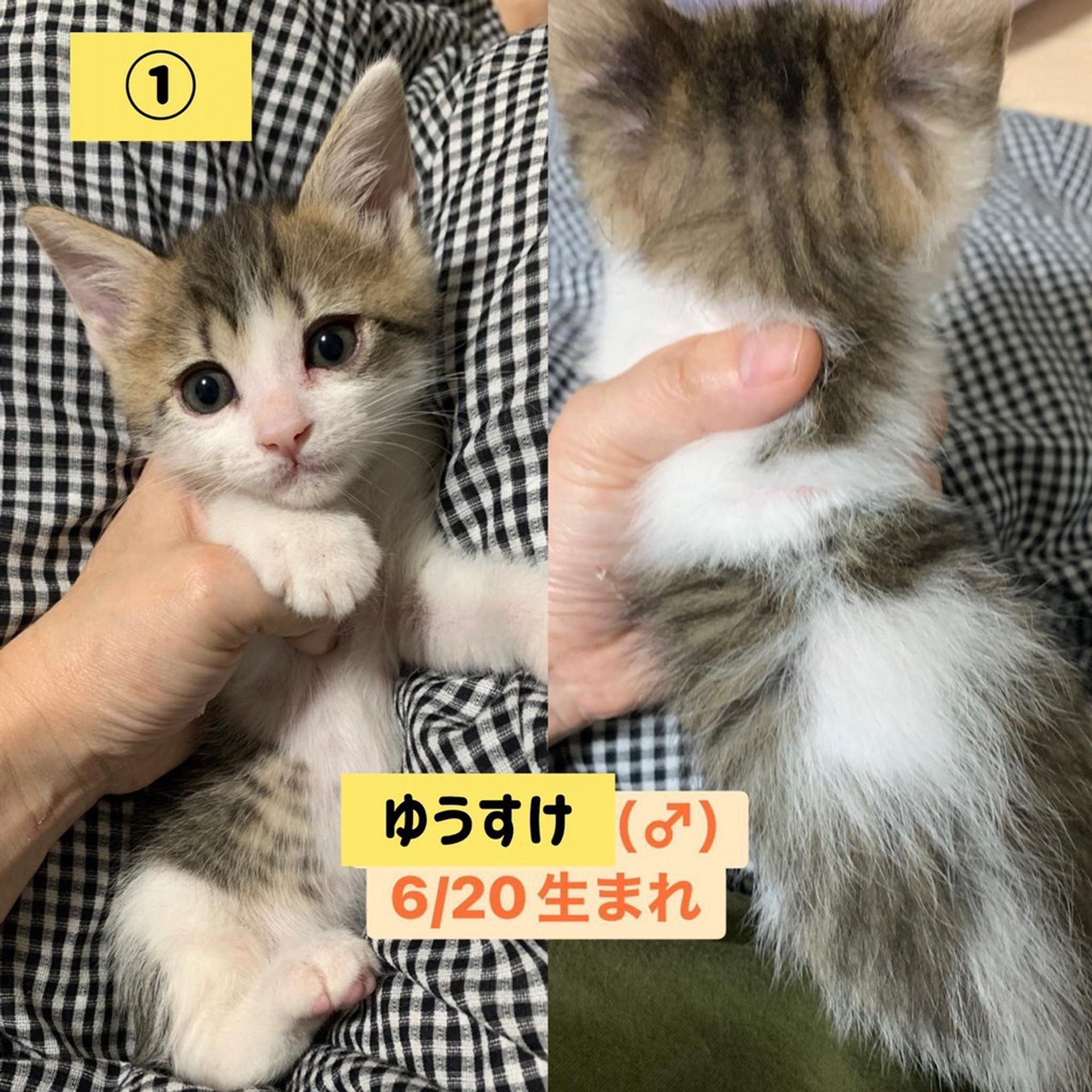 pet-image-4